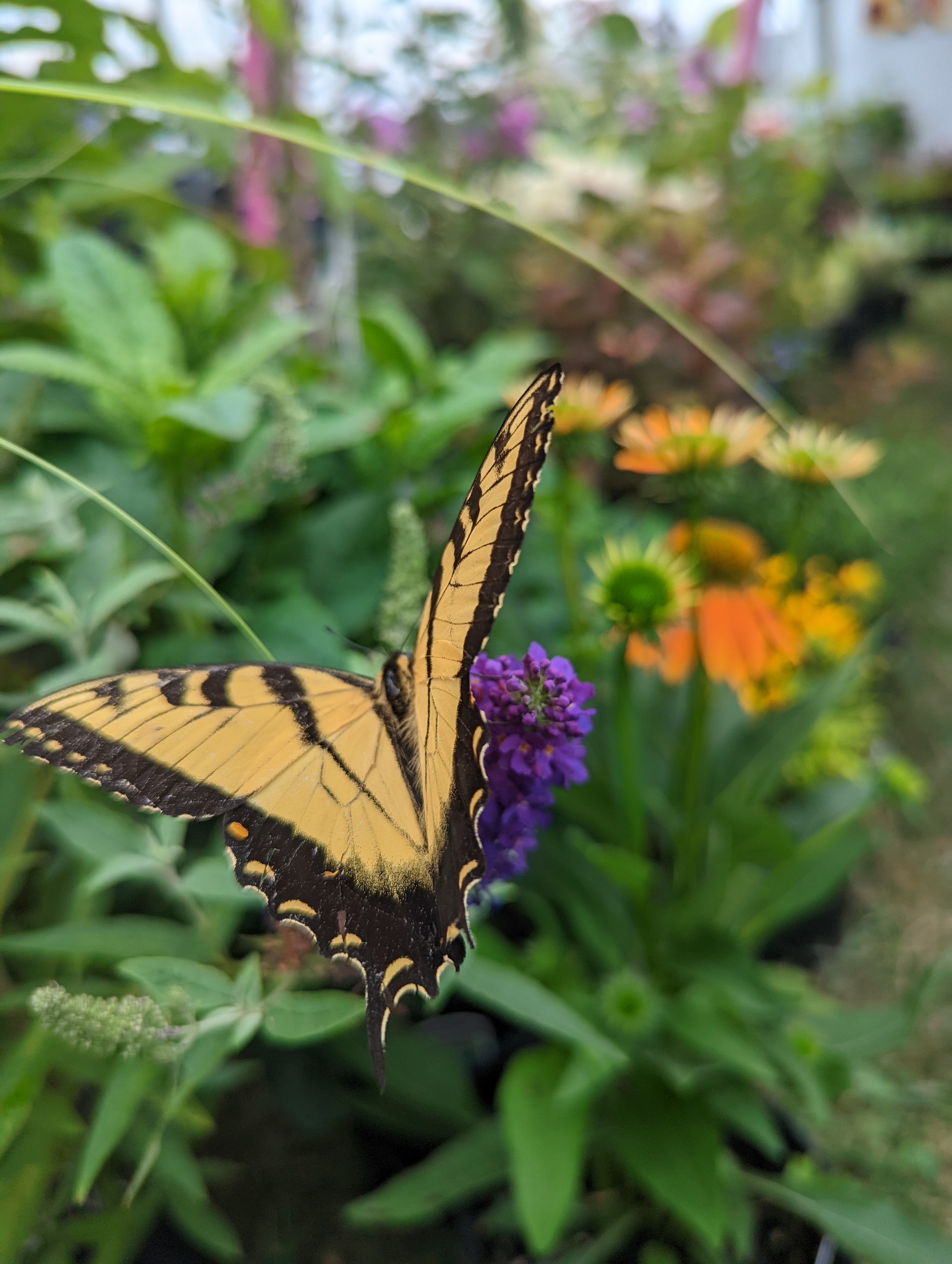 @ Our Greenhouse for the July 4 Weekend
