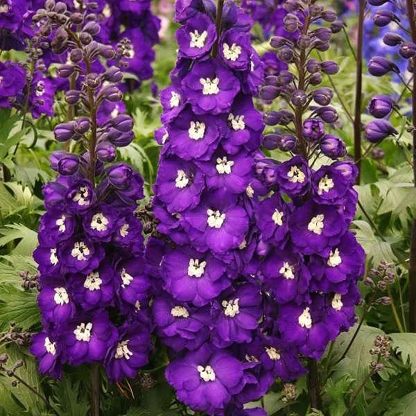 @ Our Greenhouse