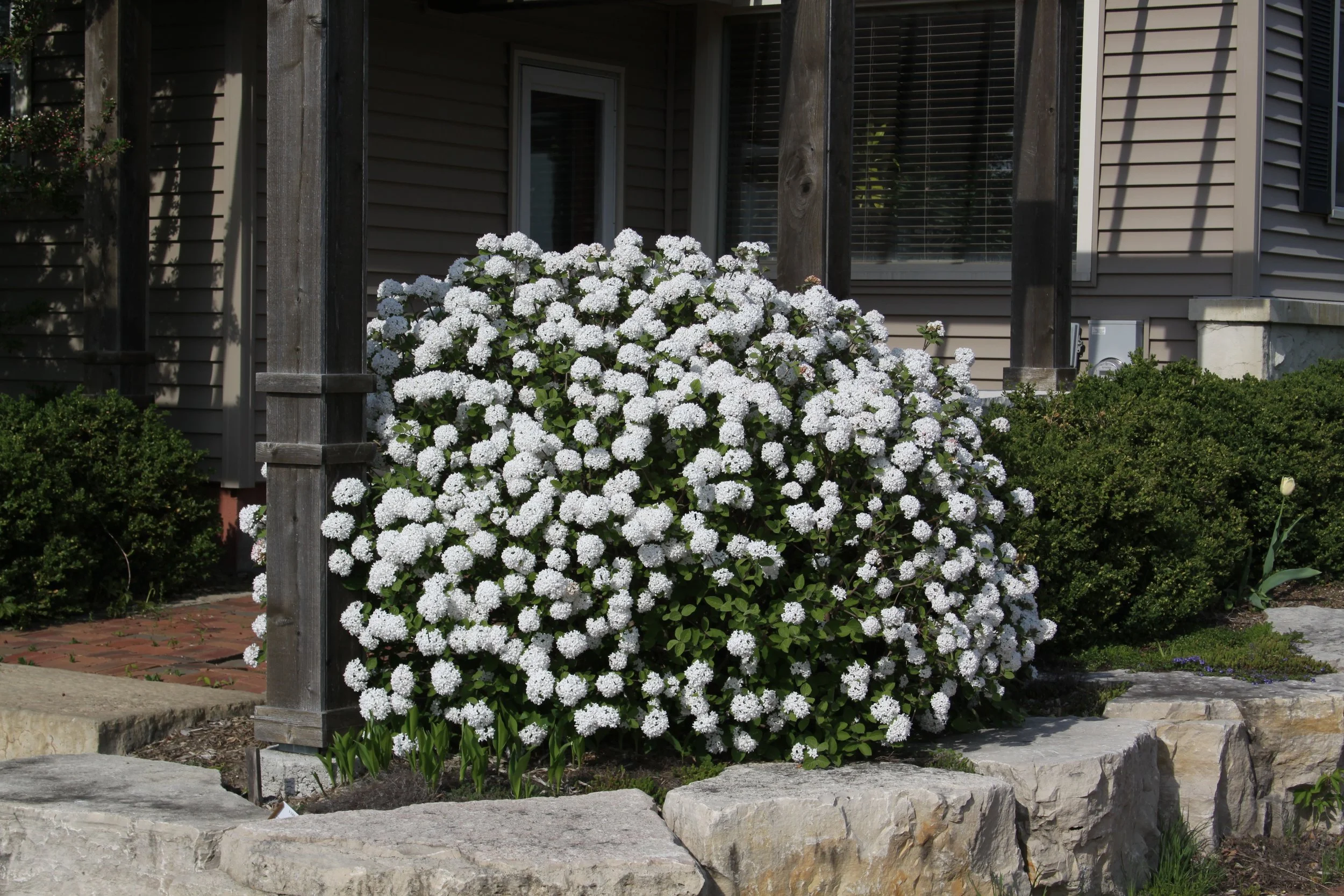 Hydrangea Spice Island
