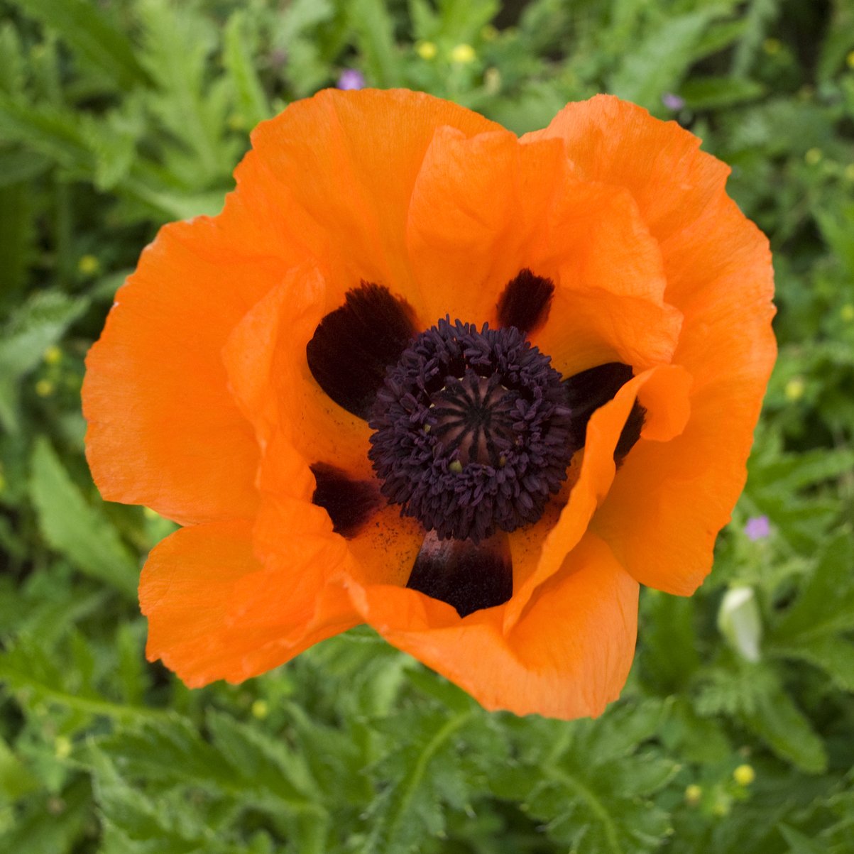 Poppy