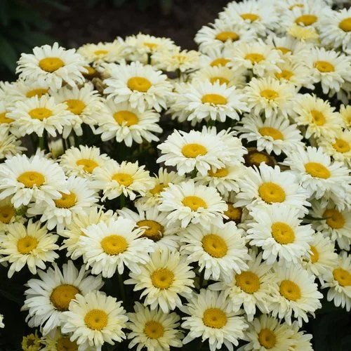 Shasta Daisy Banana Cream II