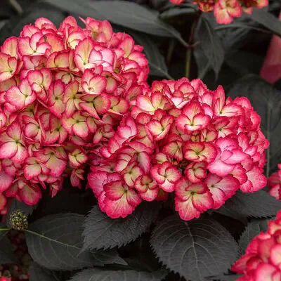 Hydrangea Eclipse