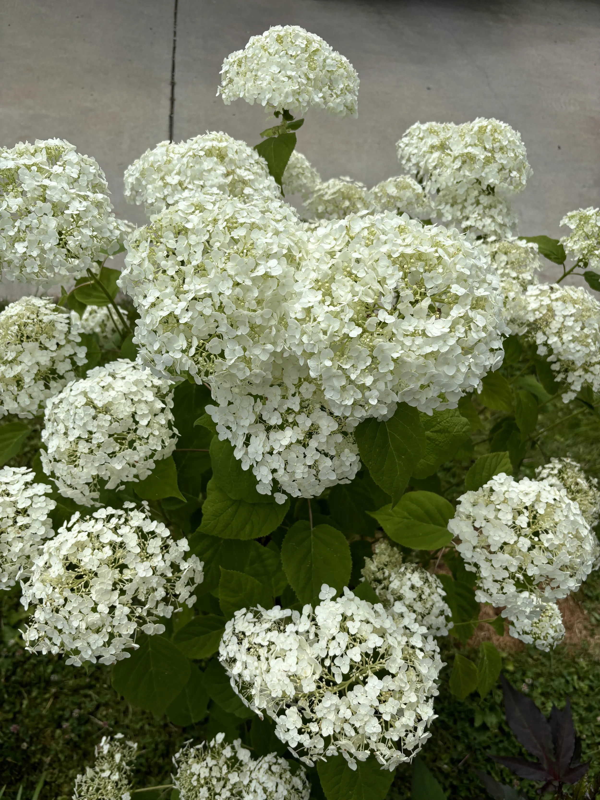 hydrangea smooth.jpg
