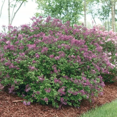 syringa_bloomerang_dark_purple_img_2 PW.jpg