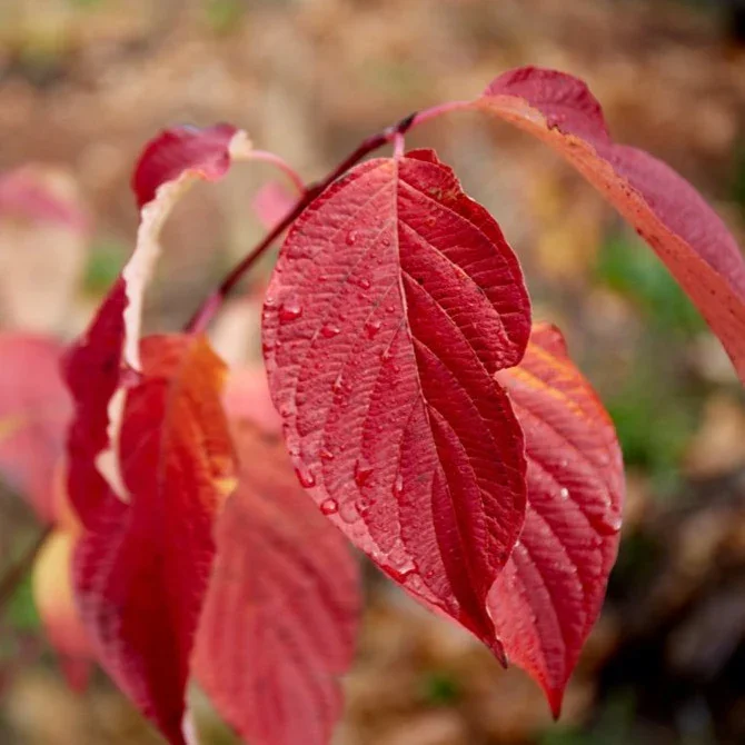 Cornus_sericea_670x670.webp