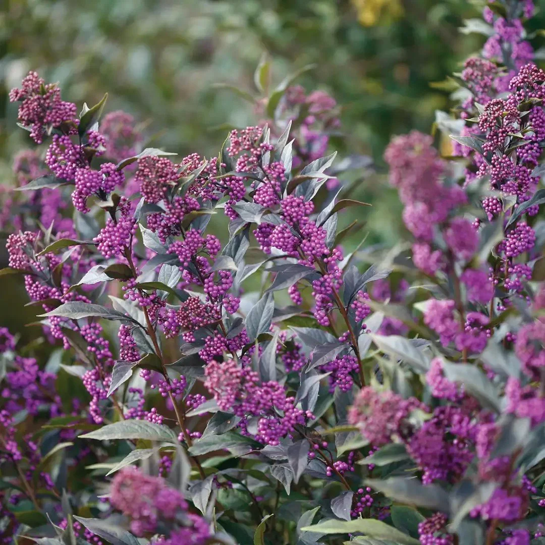 "Pearl Glam" Beautyberry