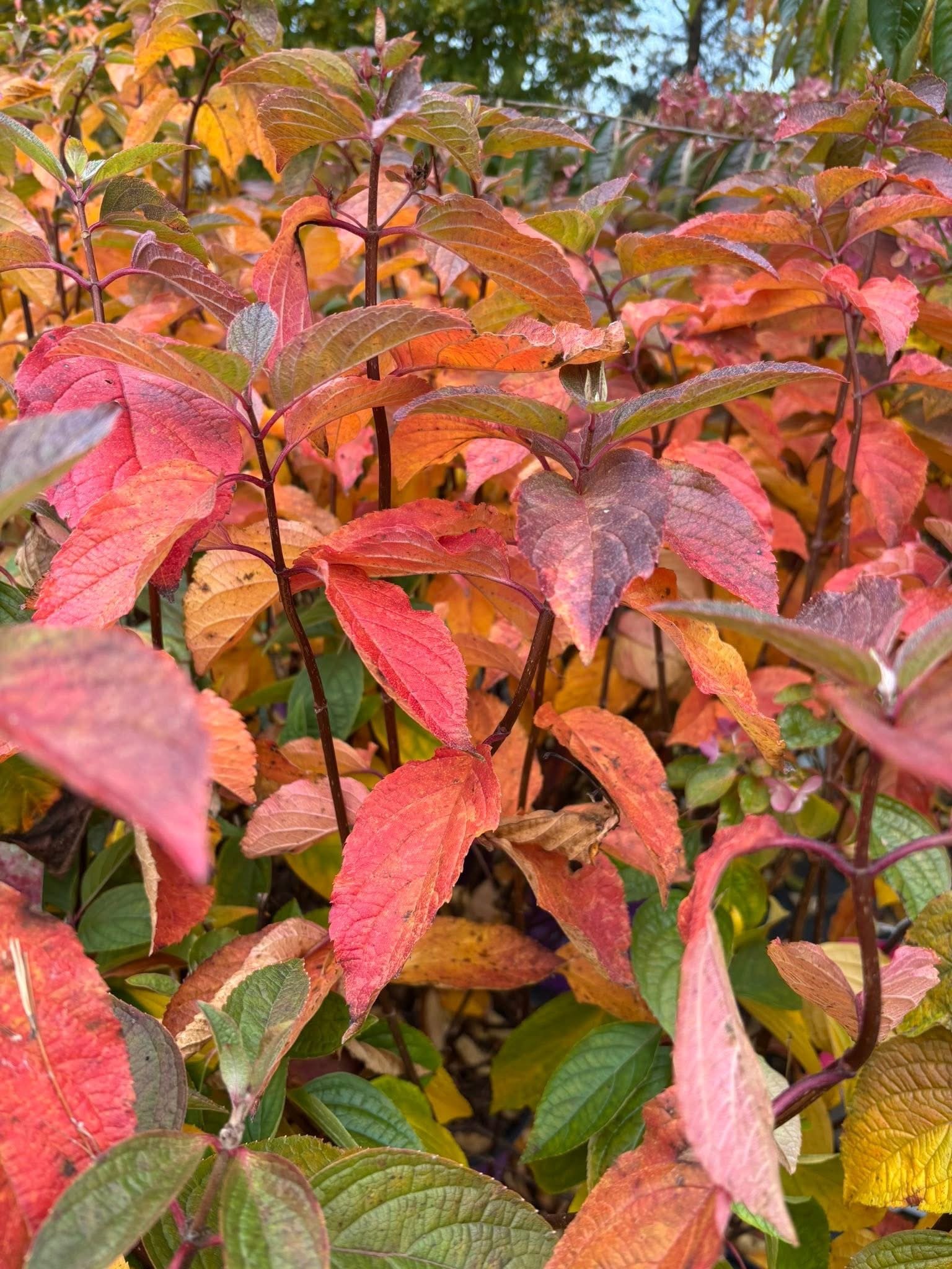 hyd berry white fall.JPG