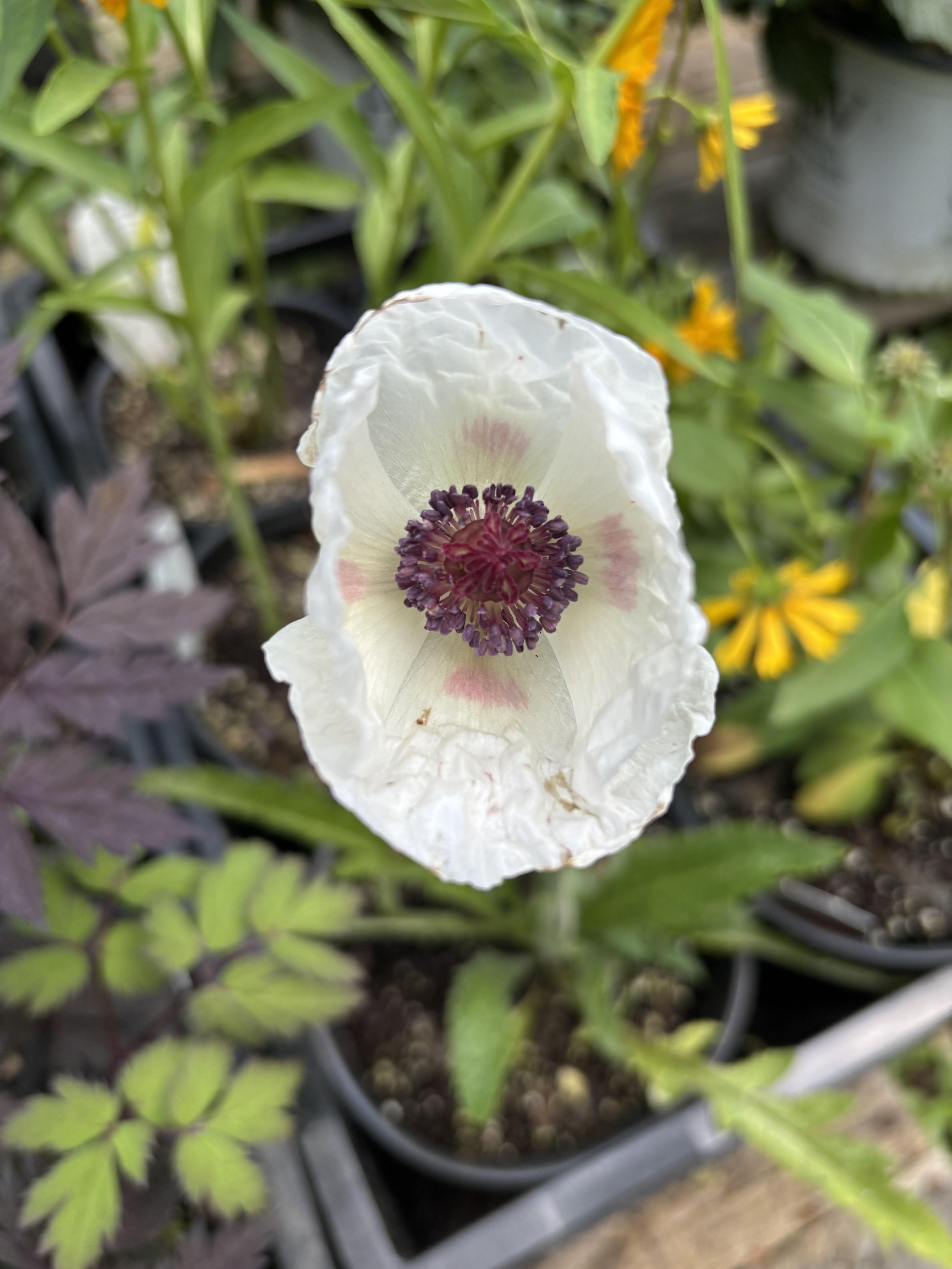 Poppy.jpg