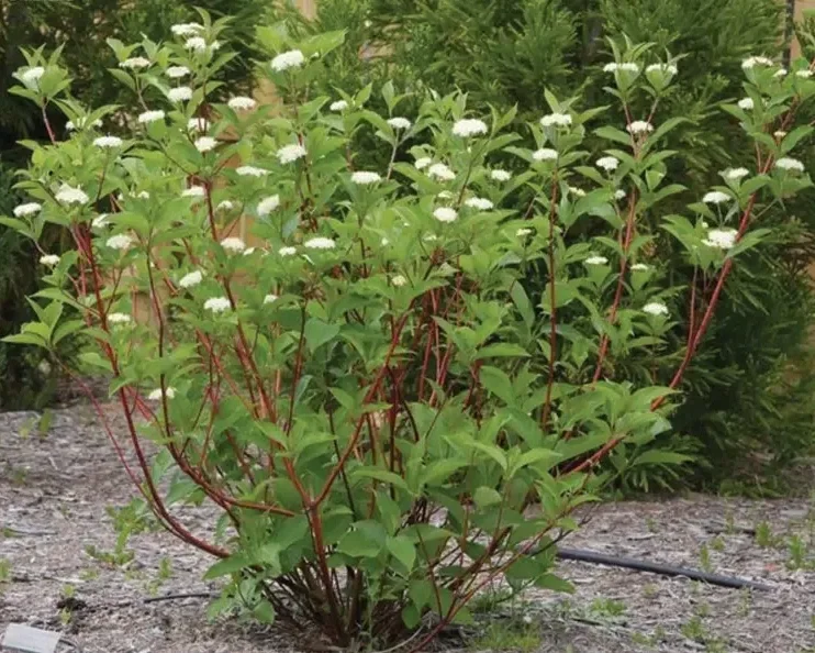 redosier-dogwood-cornus-sericea-Johnson%27s+nursery.webp