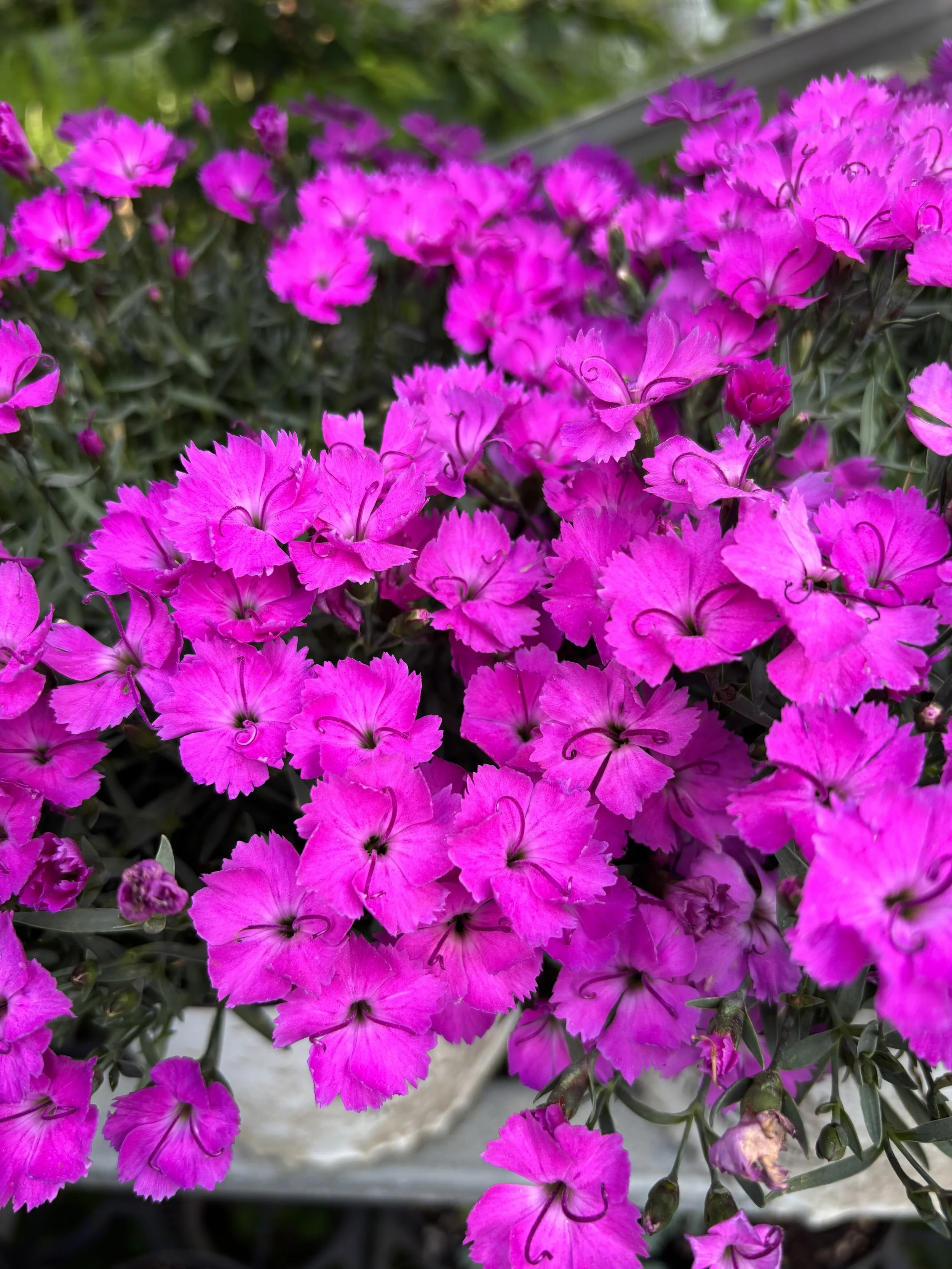 Dianthus