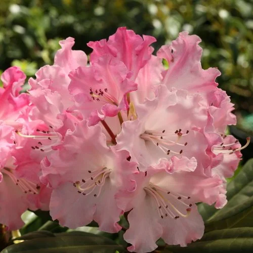 "Dandy Man Color Wheel" Rhododendron