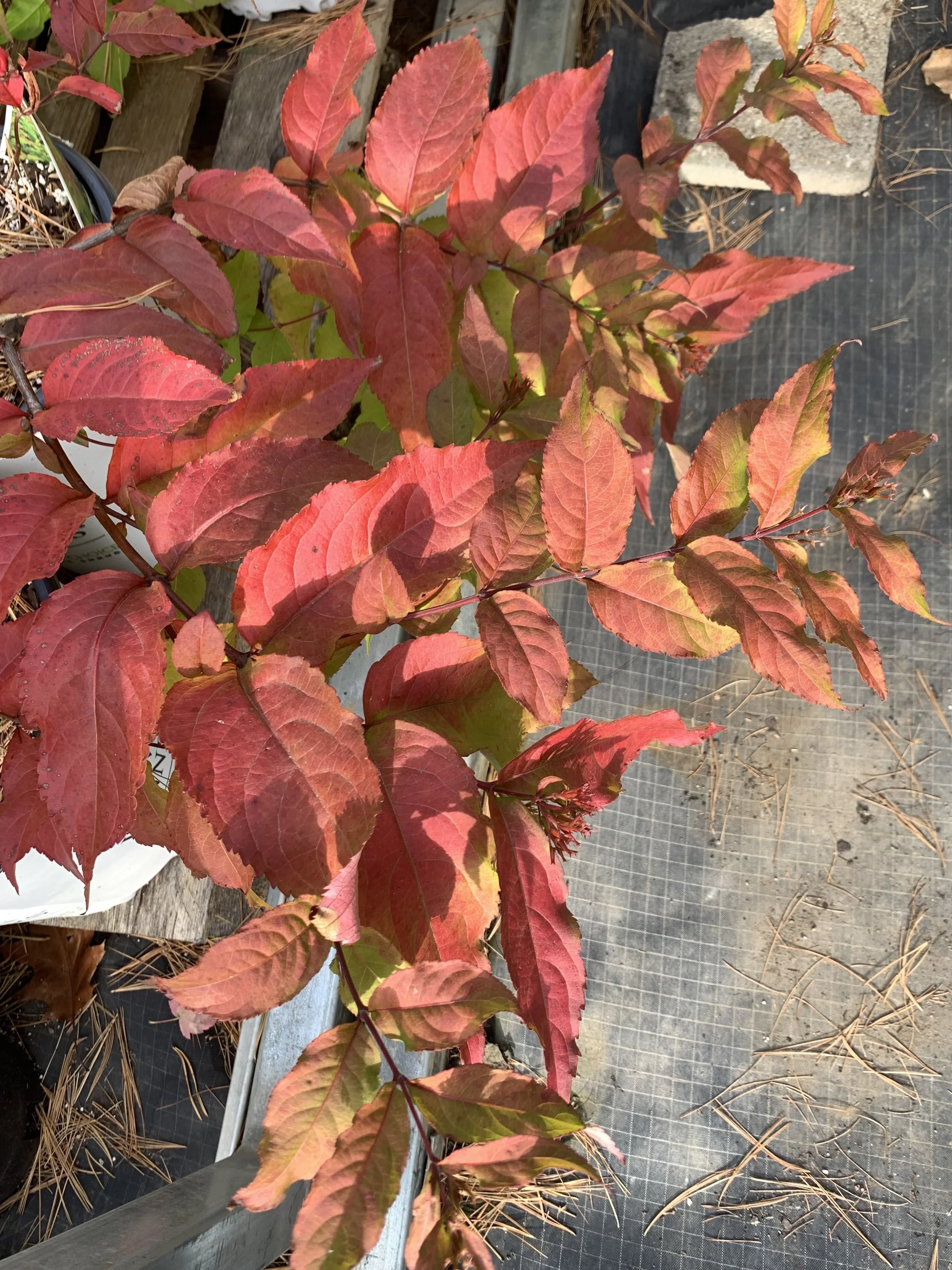 kodiak fresh ESB.jpg