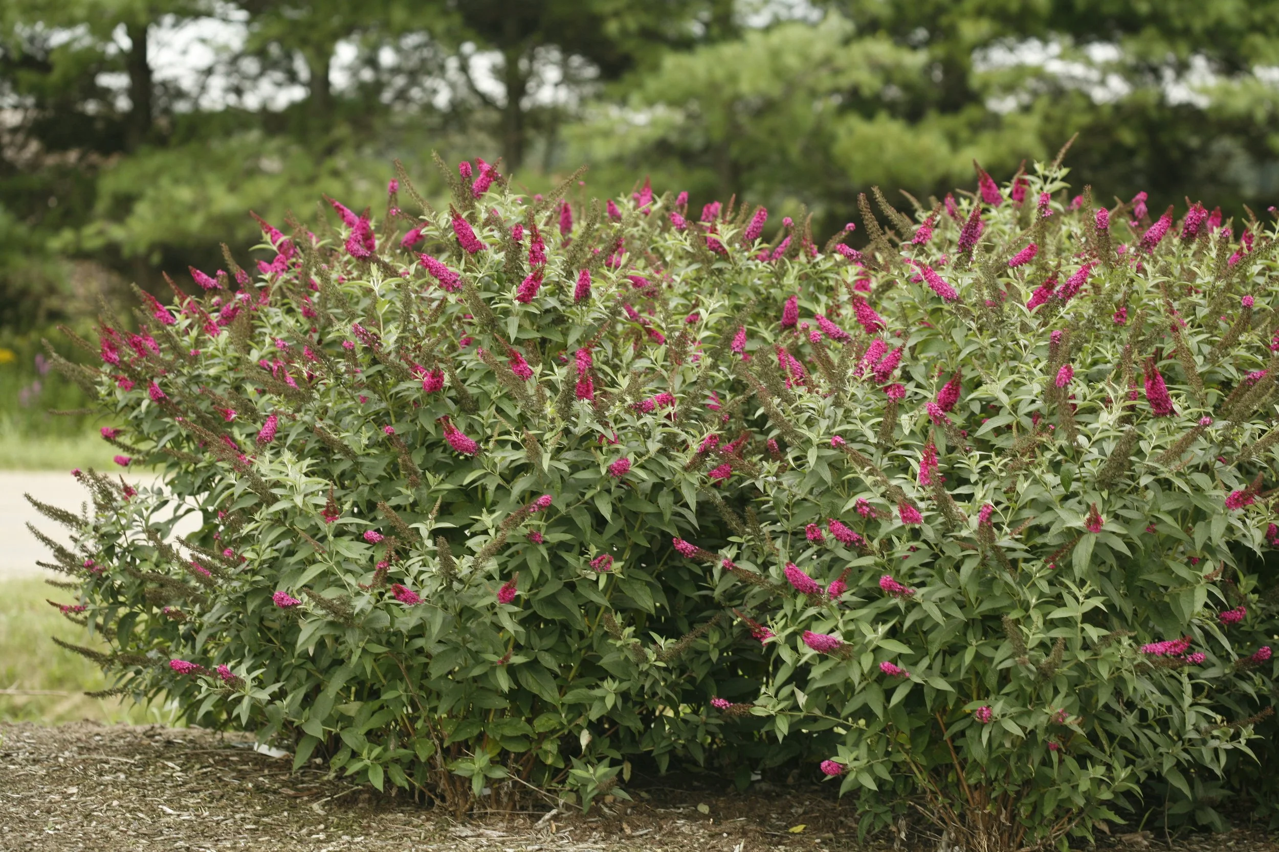miss_molly_butterfly_bush_landscape PW.jpg