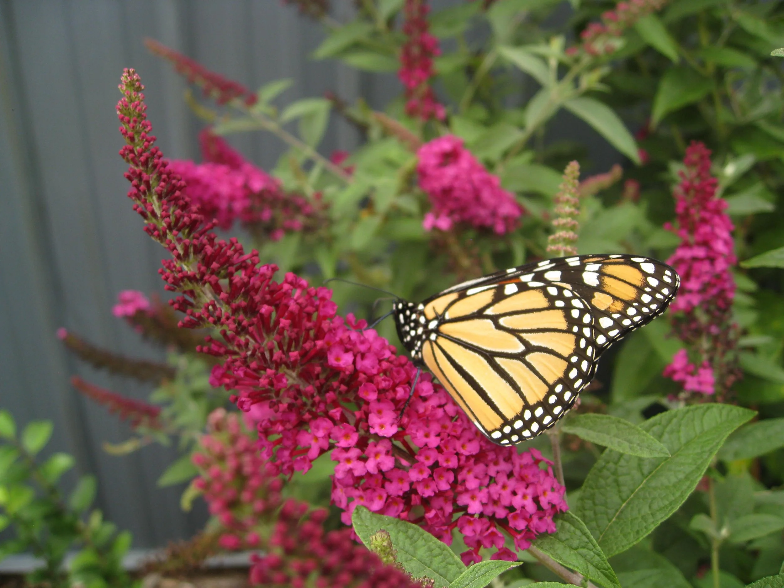 Butterfly Bush: Miss Molly
