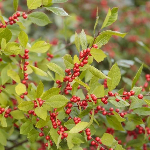 Winterberry Holly