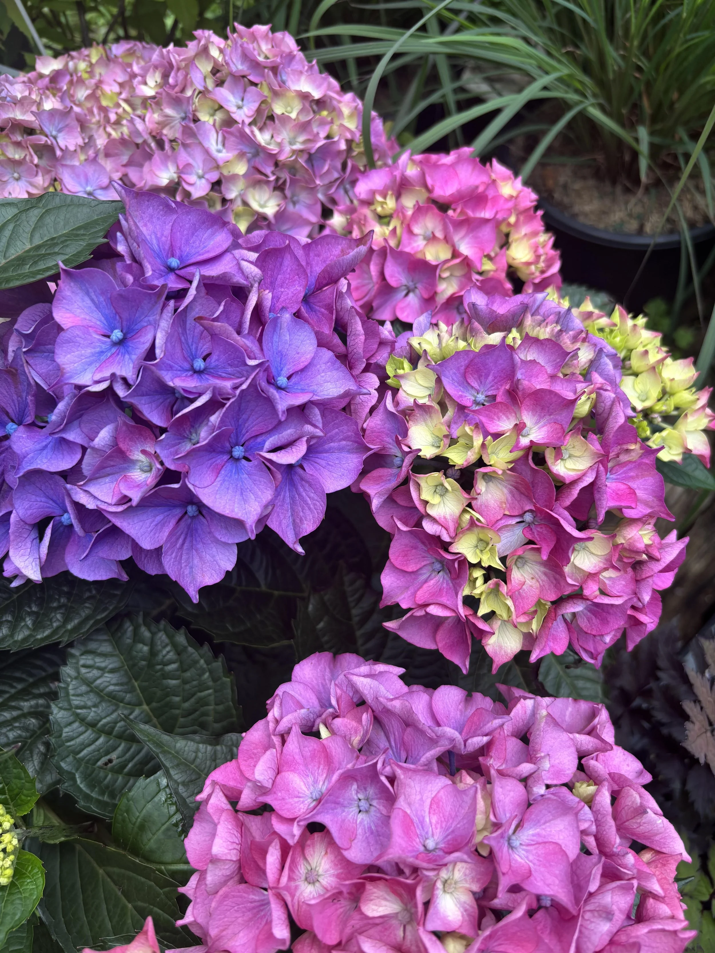 Hyd Can do Lovable SF.jpg