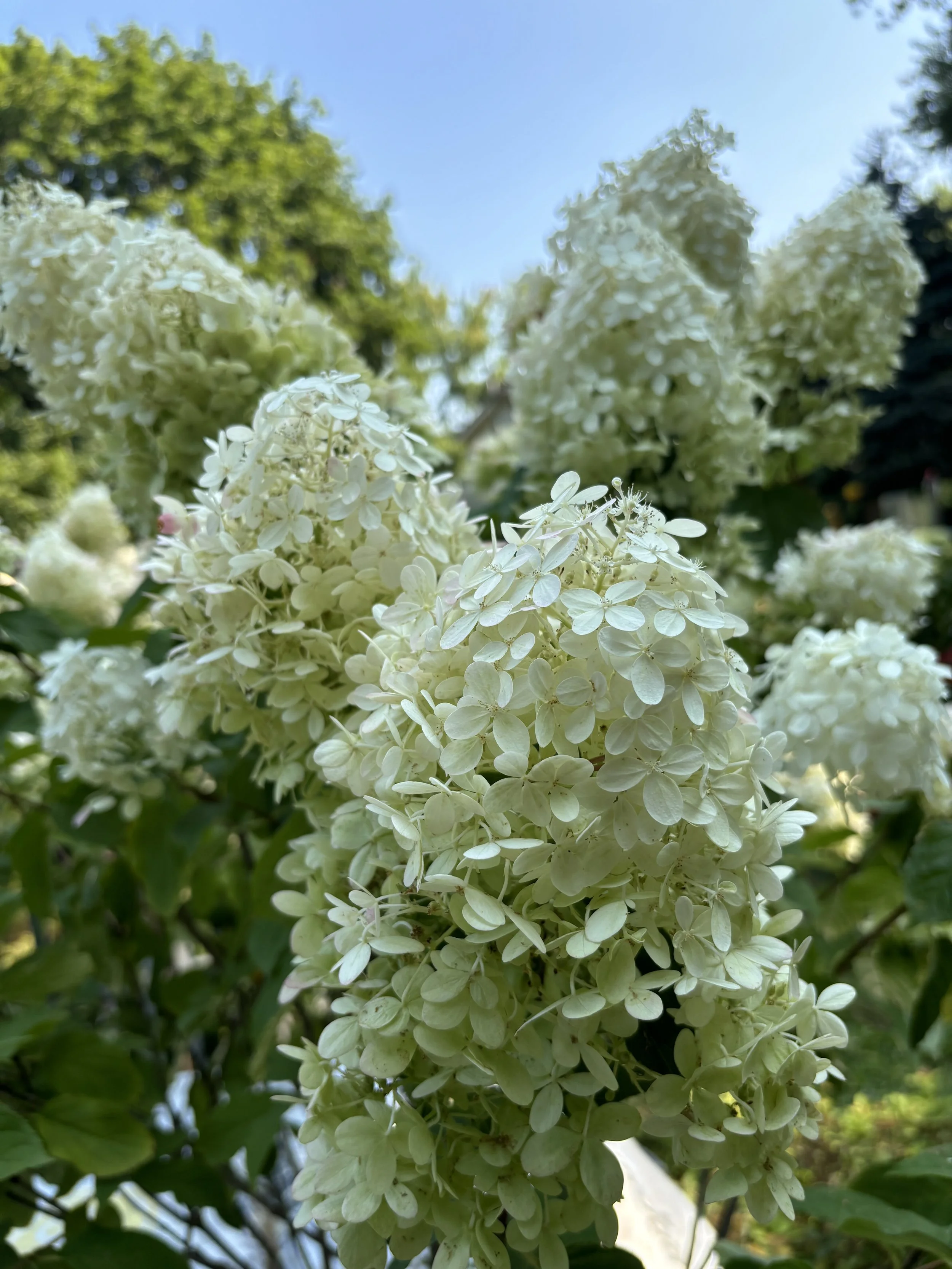 Hydrangea ESB.jpg