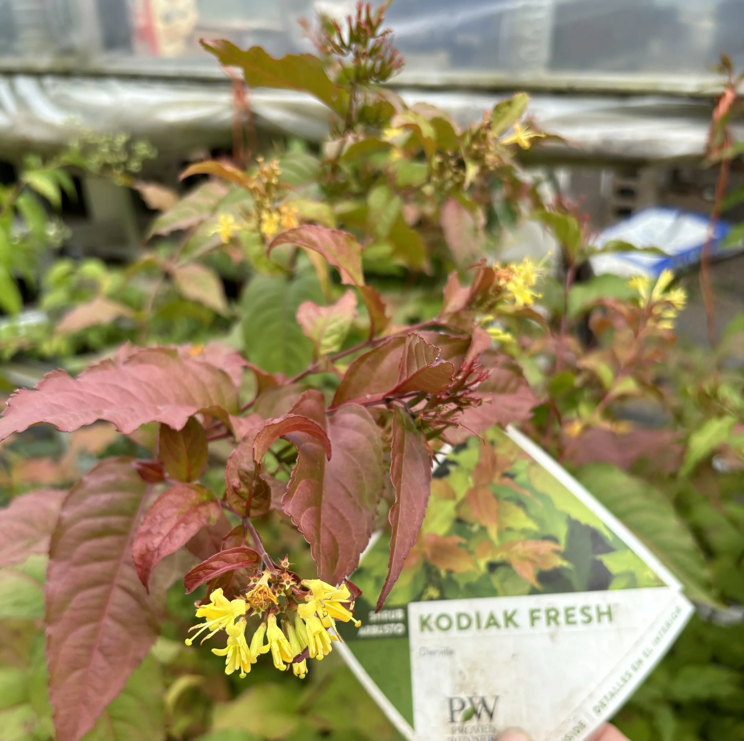 Diervilla Kodiak Fresh