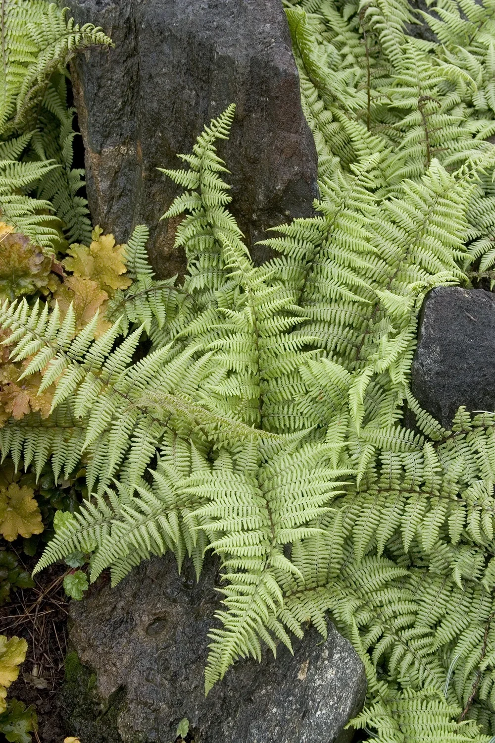 "Ghost" Fern