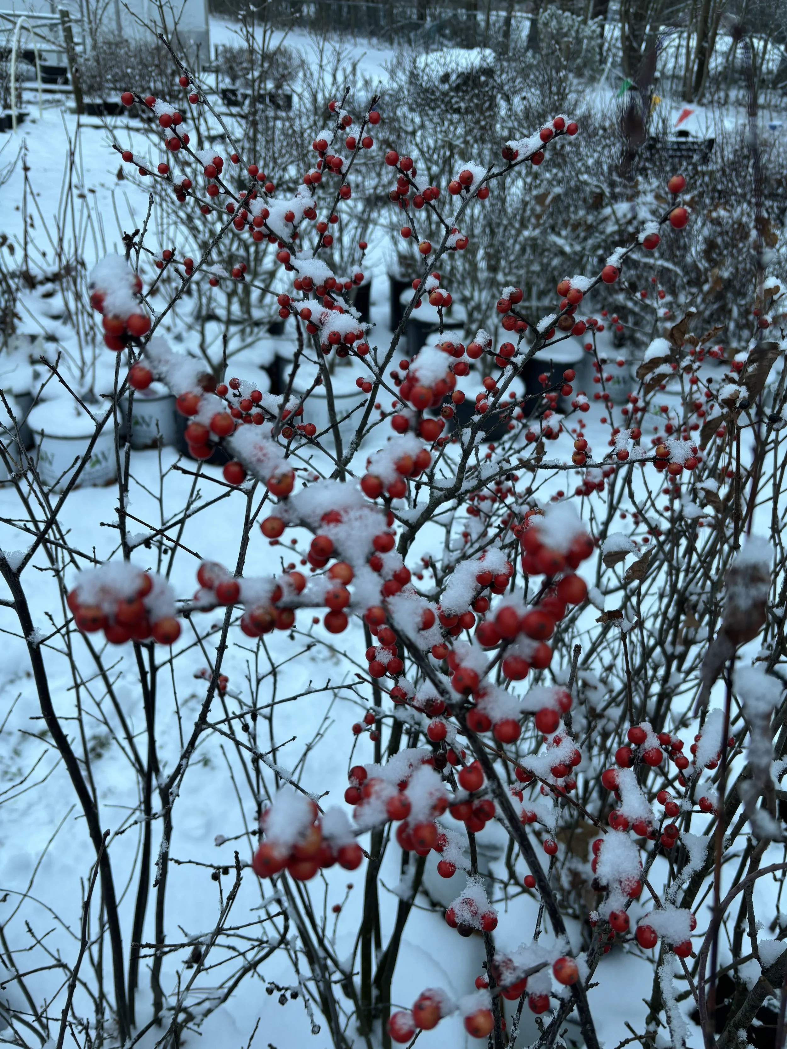 Winterberry Holly