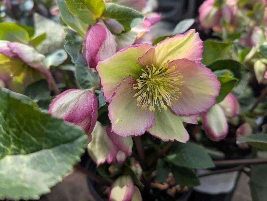 Helleborus aka Lenten Rose