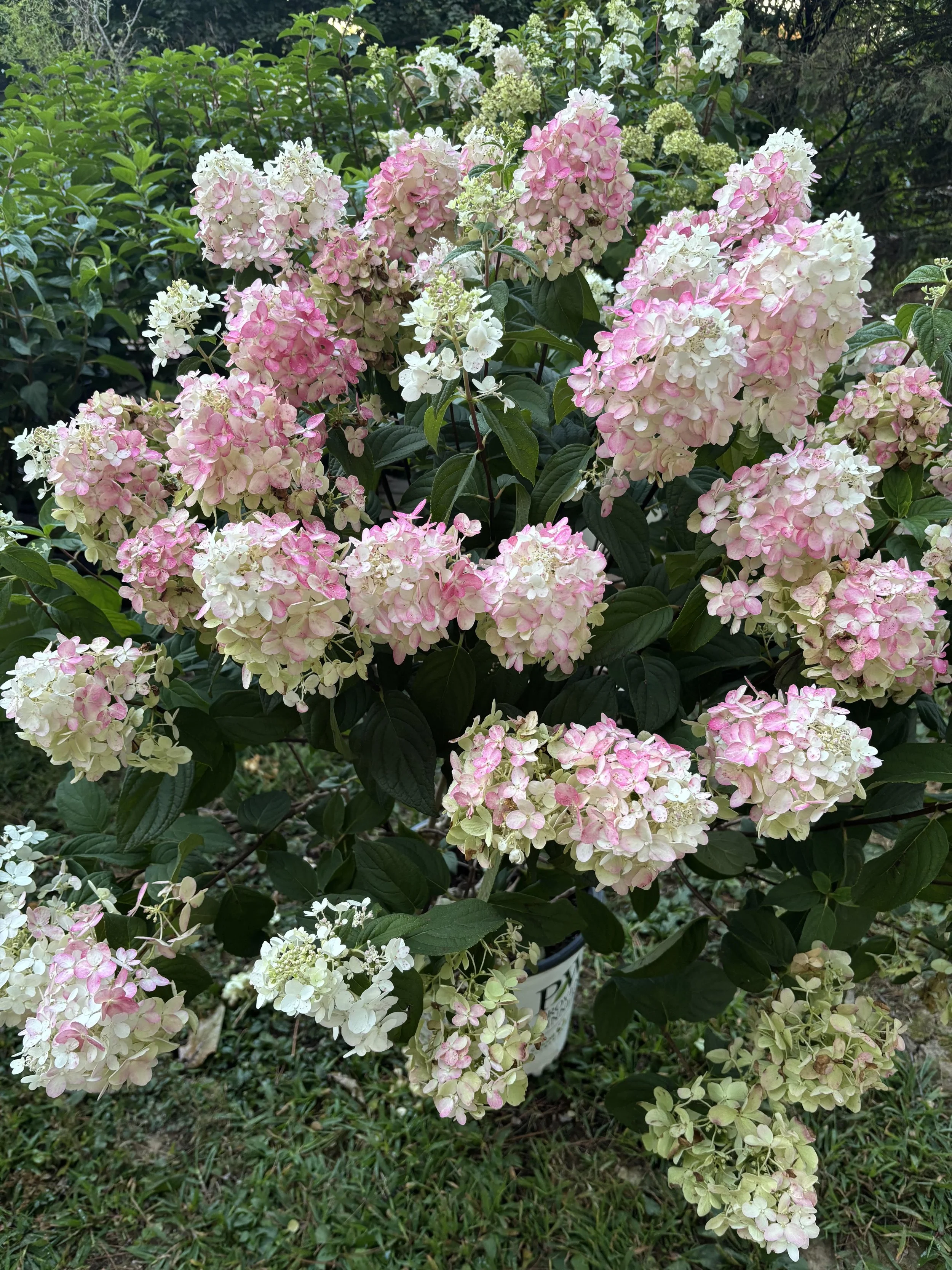 Hyd. Firelight with pink SF.jpg