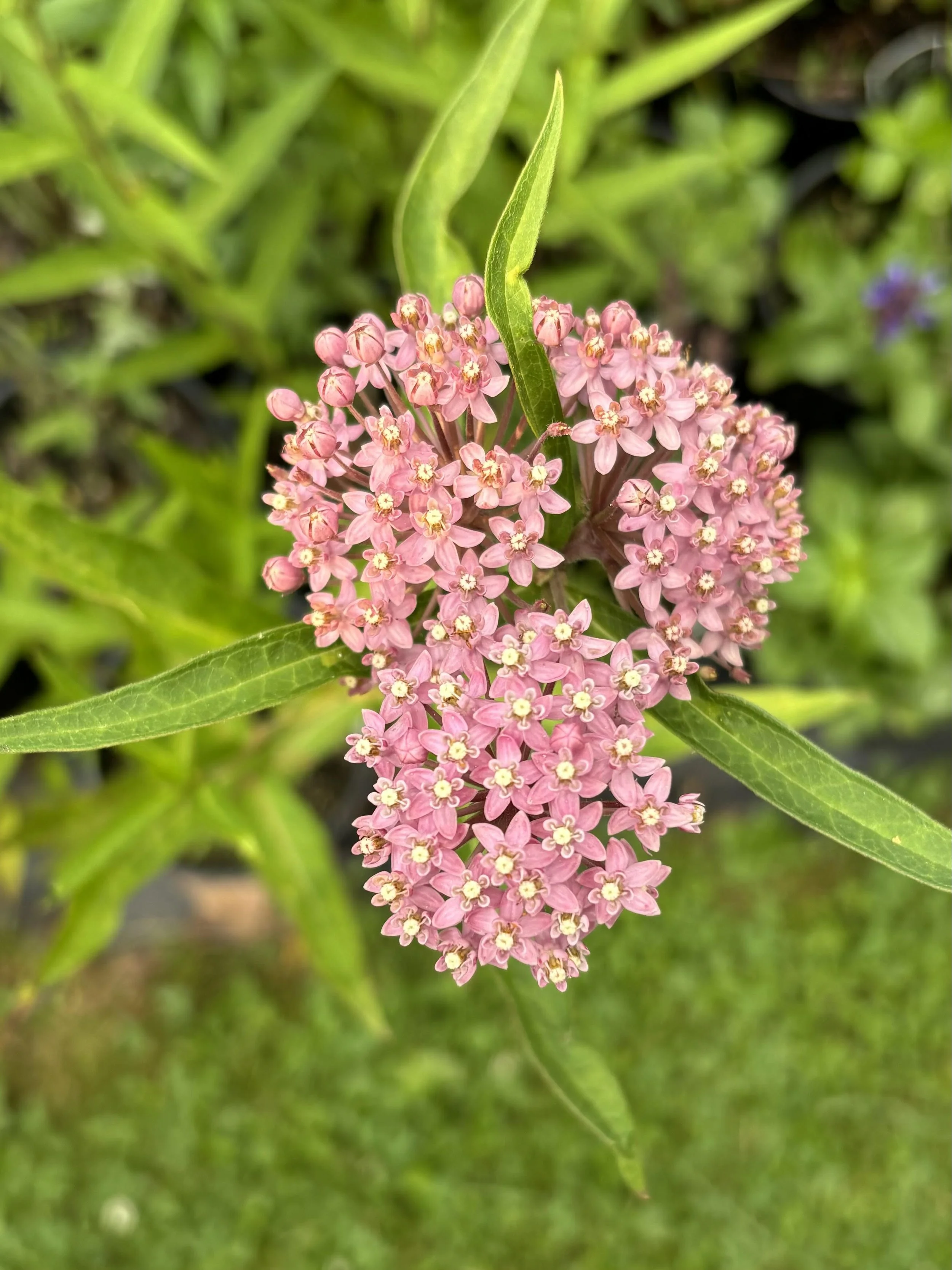 Milkweed ESB.jpg