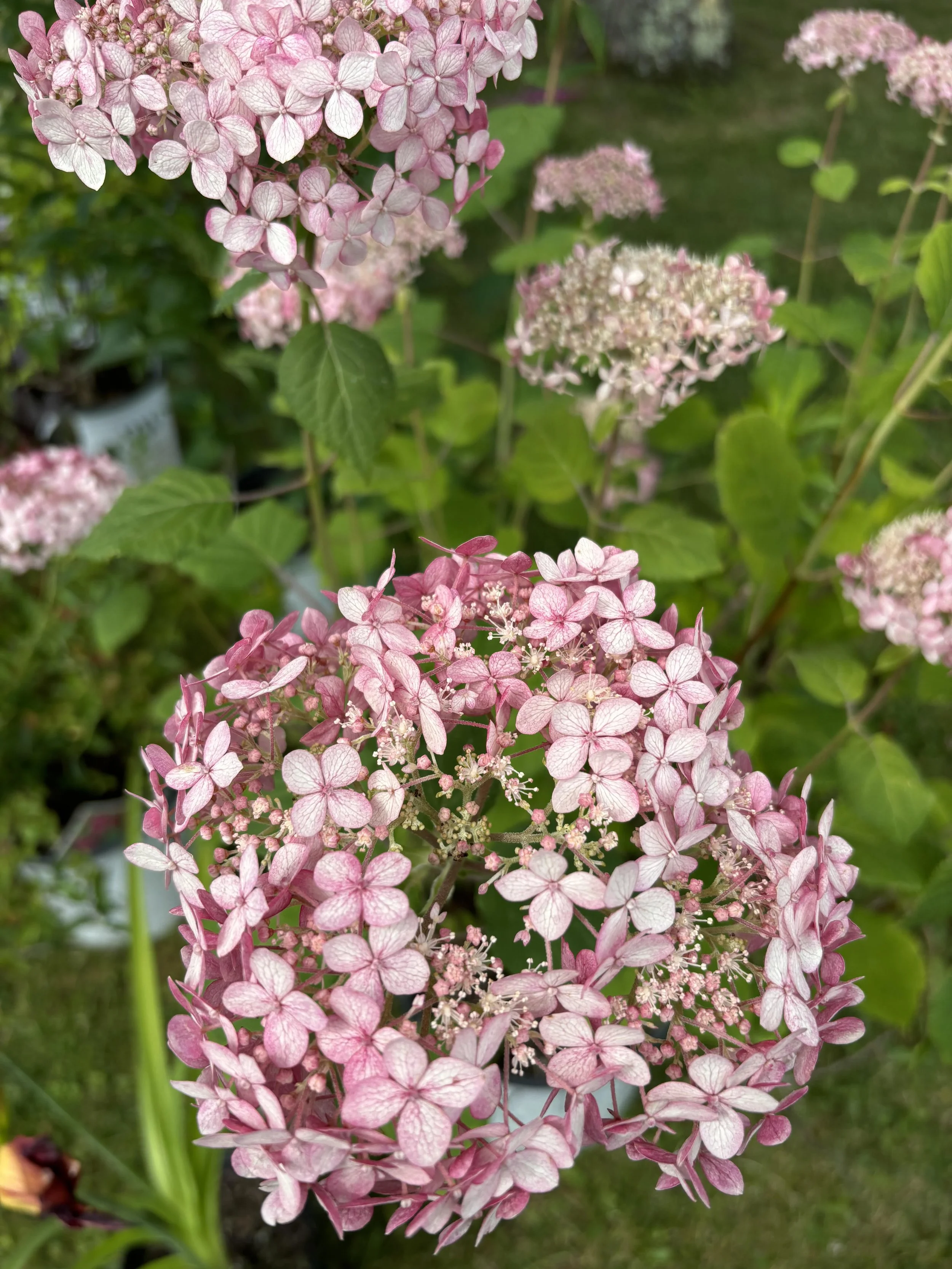 hydrangea smooth pink ESB.jpg