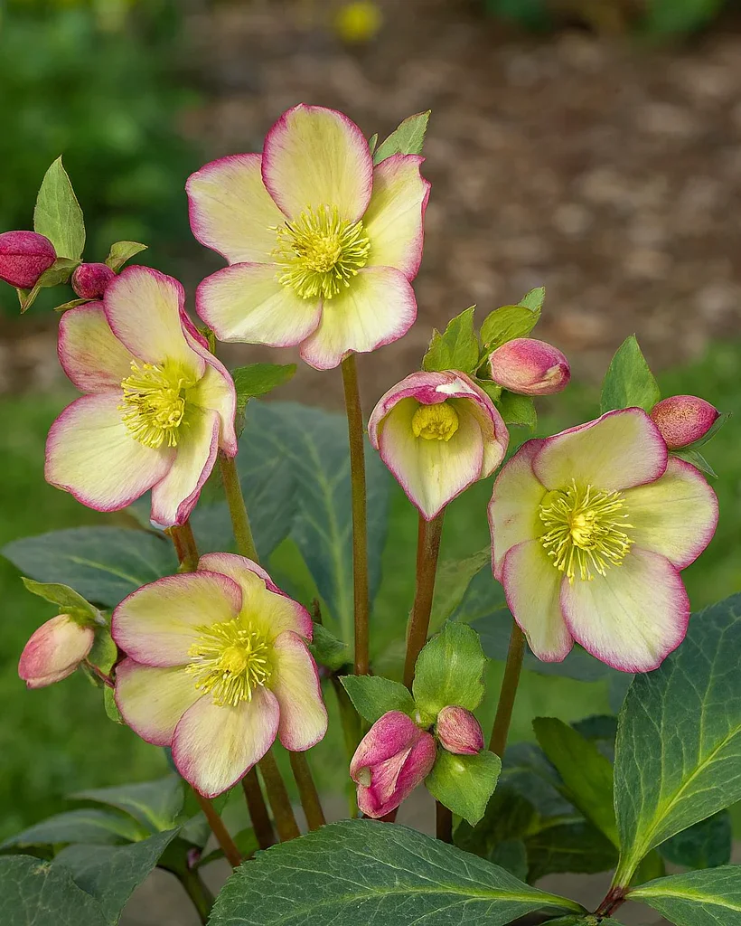 Helleborus frostkiss cherisa.webp