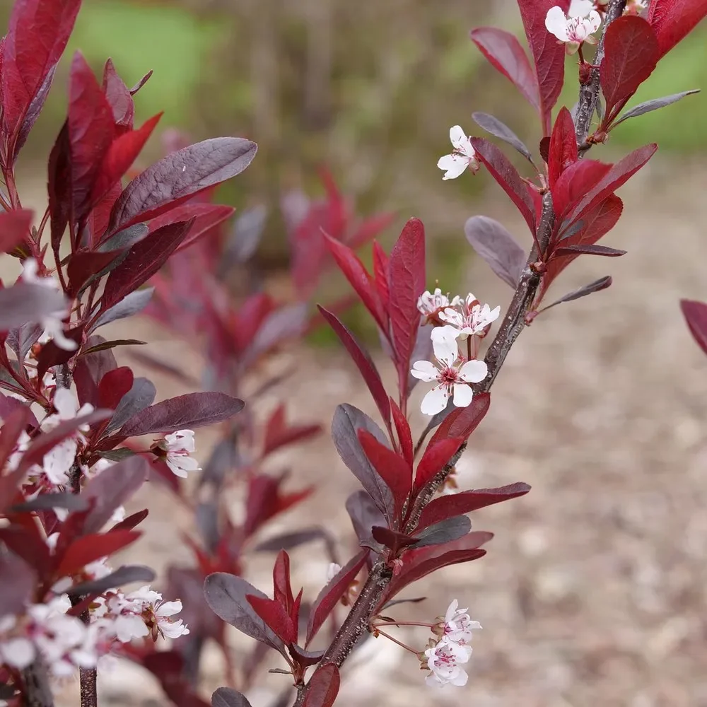"Stay Classy" Sand Cherry Prunus