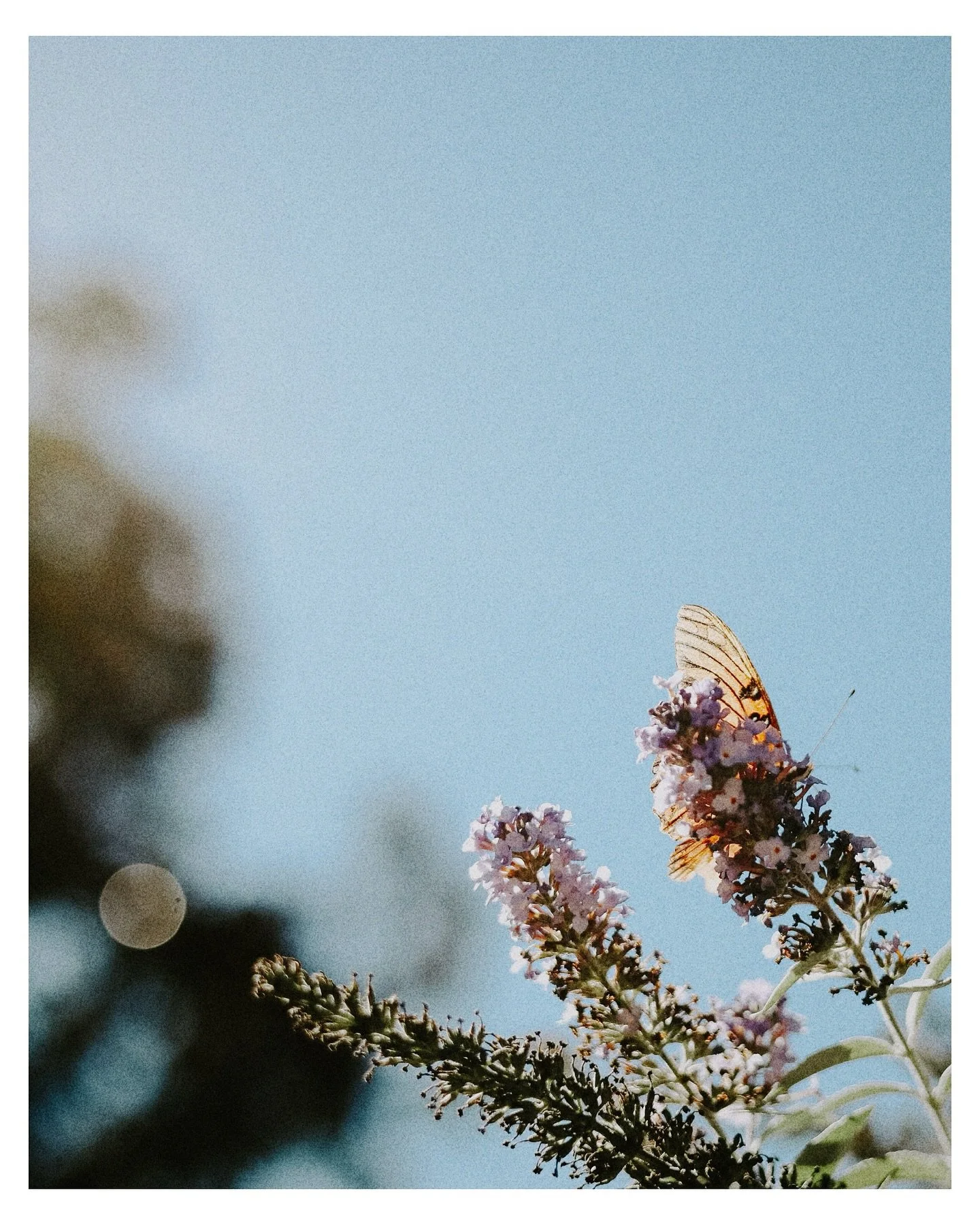 Found this little friend in the garden 🌸