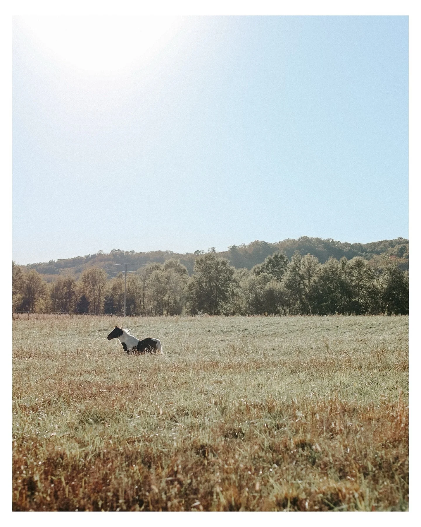 Snapshots of Dollar the horse