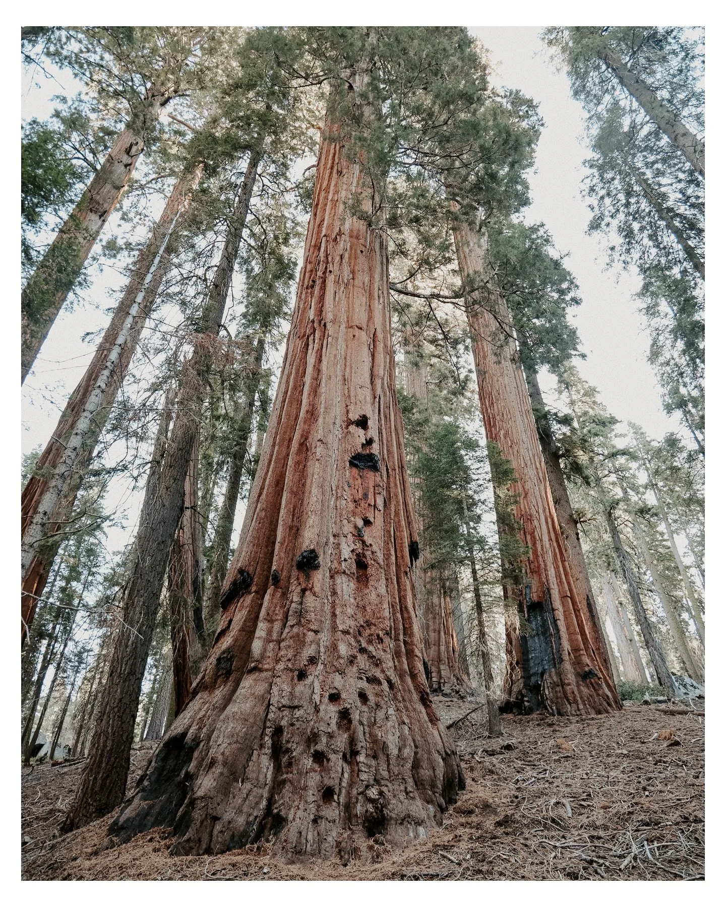 Hiking through the Giant Forest Sequoia Grove.