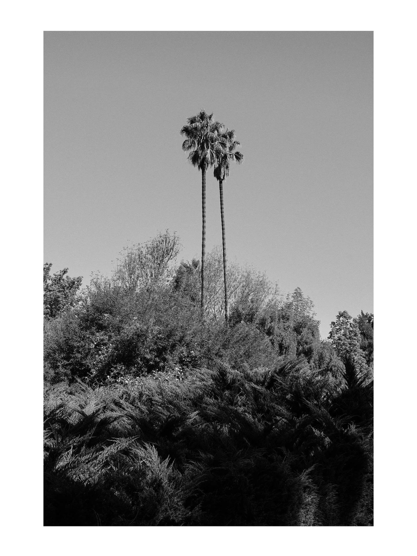 SoCal palms