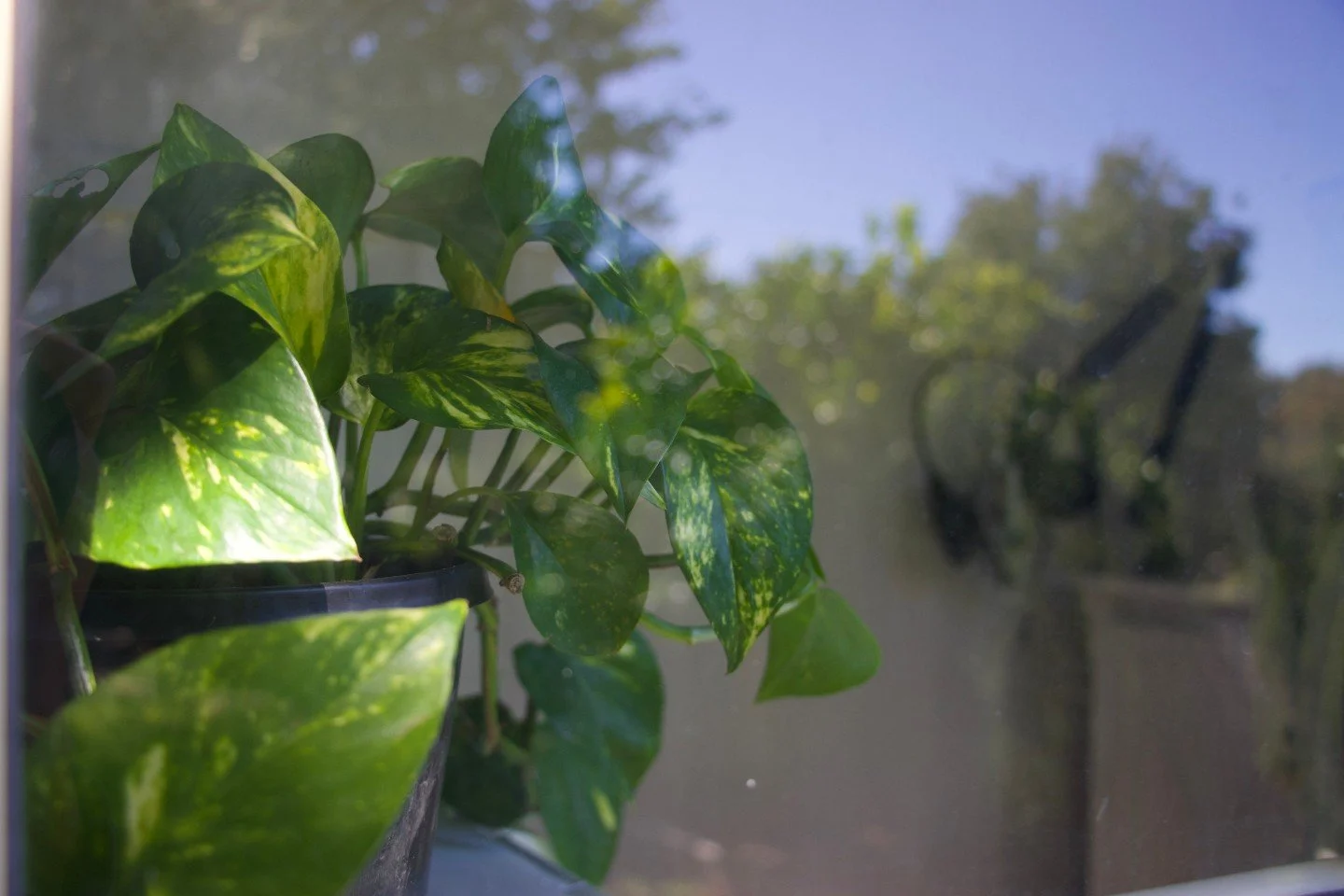 Work &bull; Space

This plant sits behind my desk, quietly catching the mid-morning light.

I&rsquo;m drawn to the slow way plants grow, almost imperceptibly at times, without urgency, without striving.
Just small, steady movement toward the light.

