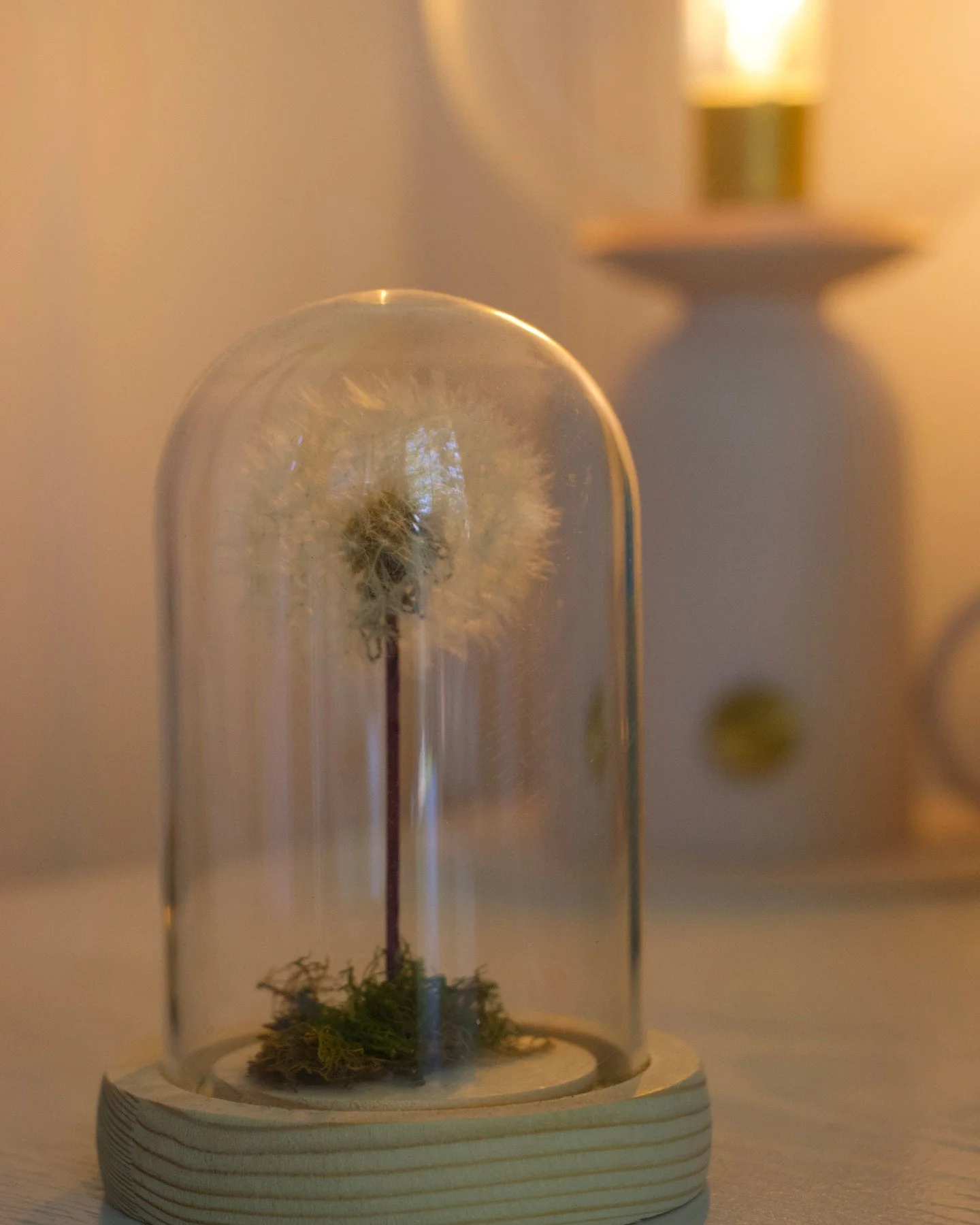 Work &bull; Space

The dandelion, the Reflect the Original logo.

Like dandelion seeds, each embodying stories etched by wind, rain, and sun, we hold within us unique reflections of a loving Creator: serenity, humility, hope, originality, wisdom, fai