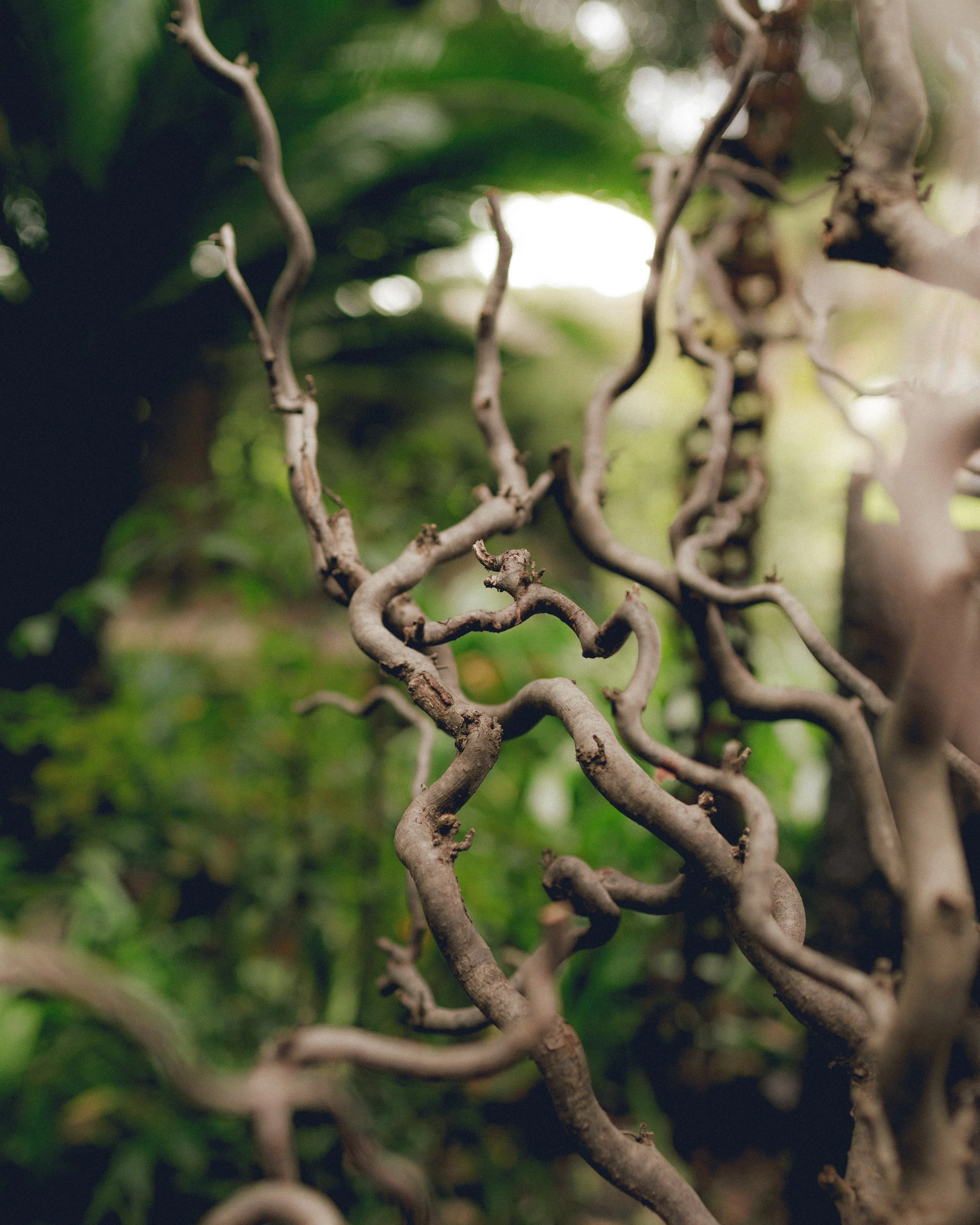 Rami contorti in primo piano in una foresta rigogliosa.