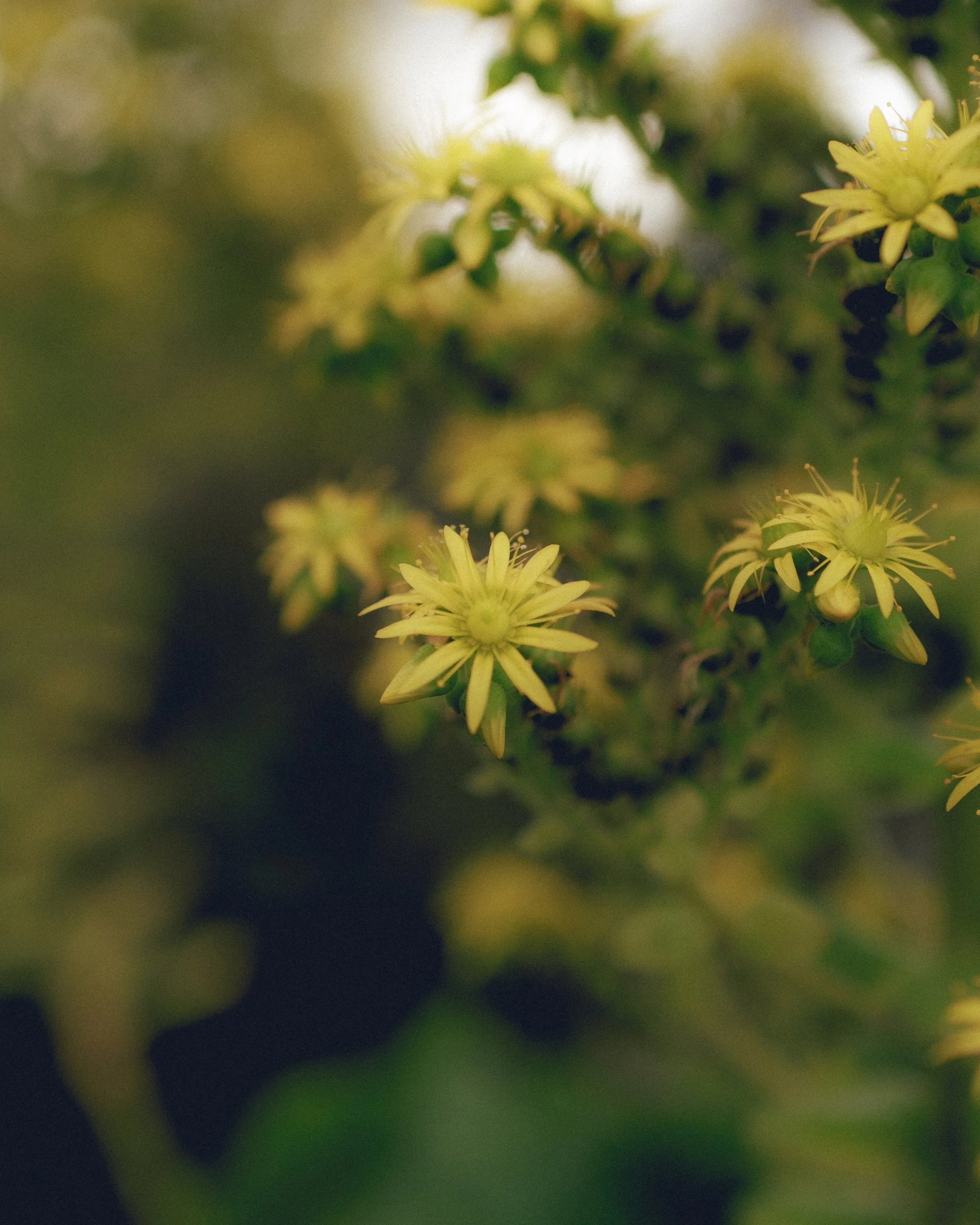 Fiori gialli di pianta succulenta con sfondo sfocato.