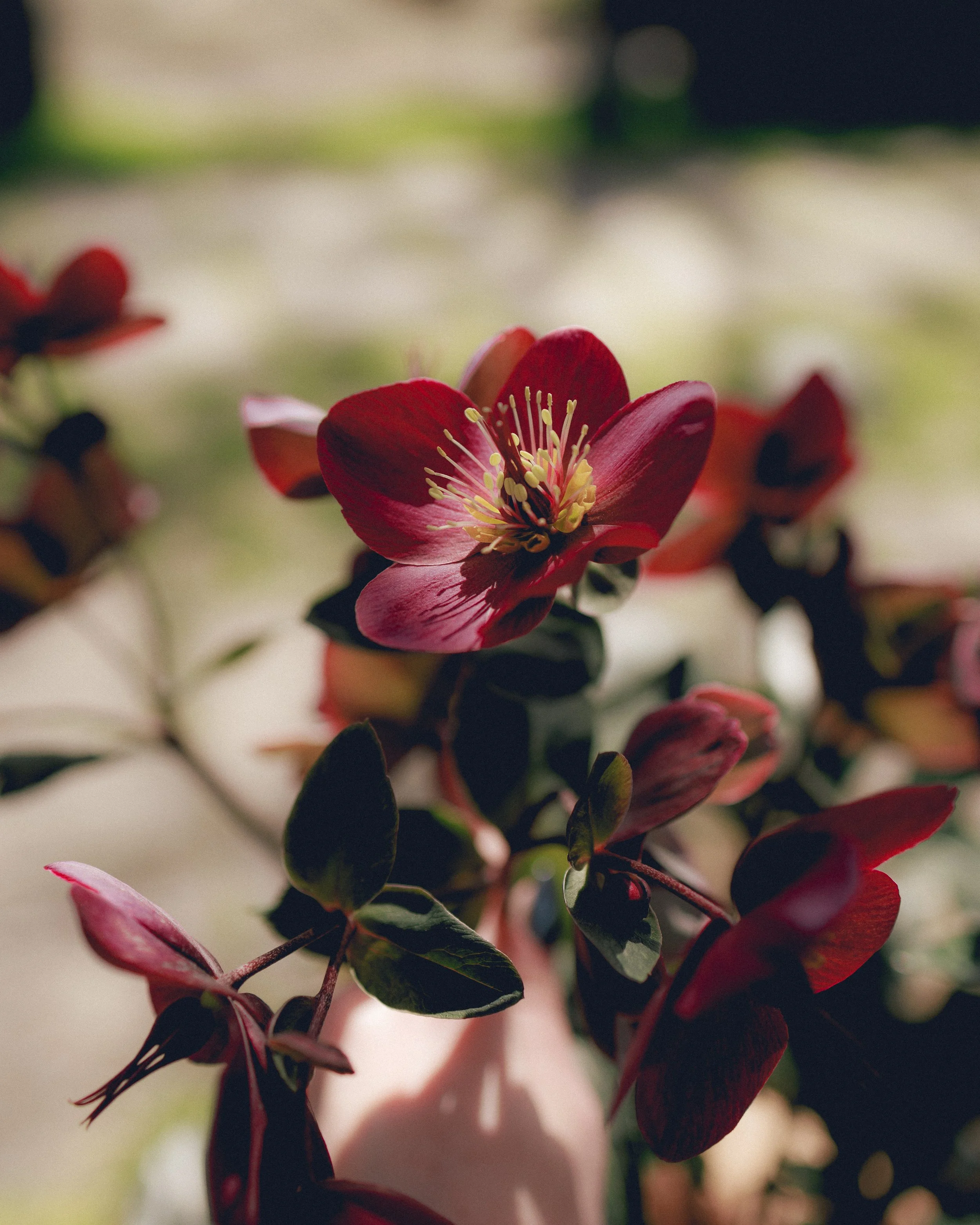 Fiore rosso con petali aperti e stami gialli, circondato da foglie verdi scure sfocate sullo sfondo.