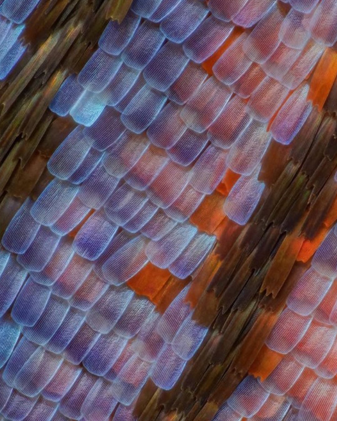 Inspiration 🦋

These macro butterfly wings get me every time. The blends of colour and how they reflect the light, they are just so beautiful. They make me want to cry! 🤩
Especially that amazing texture from the Mother of Pearl Butterfly 〰️

1.	Pan