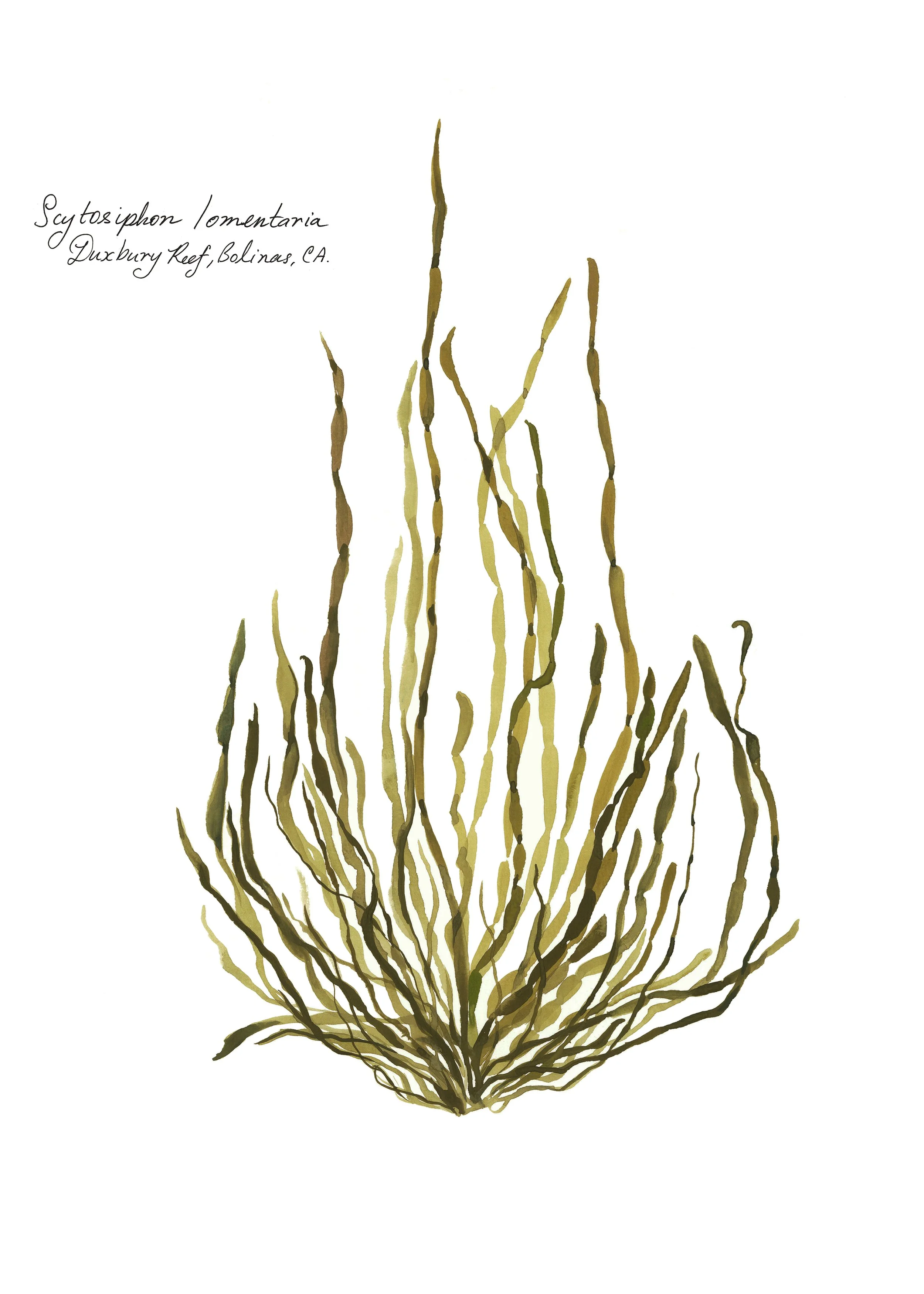 seaweed-study-002.jpg