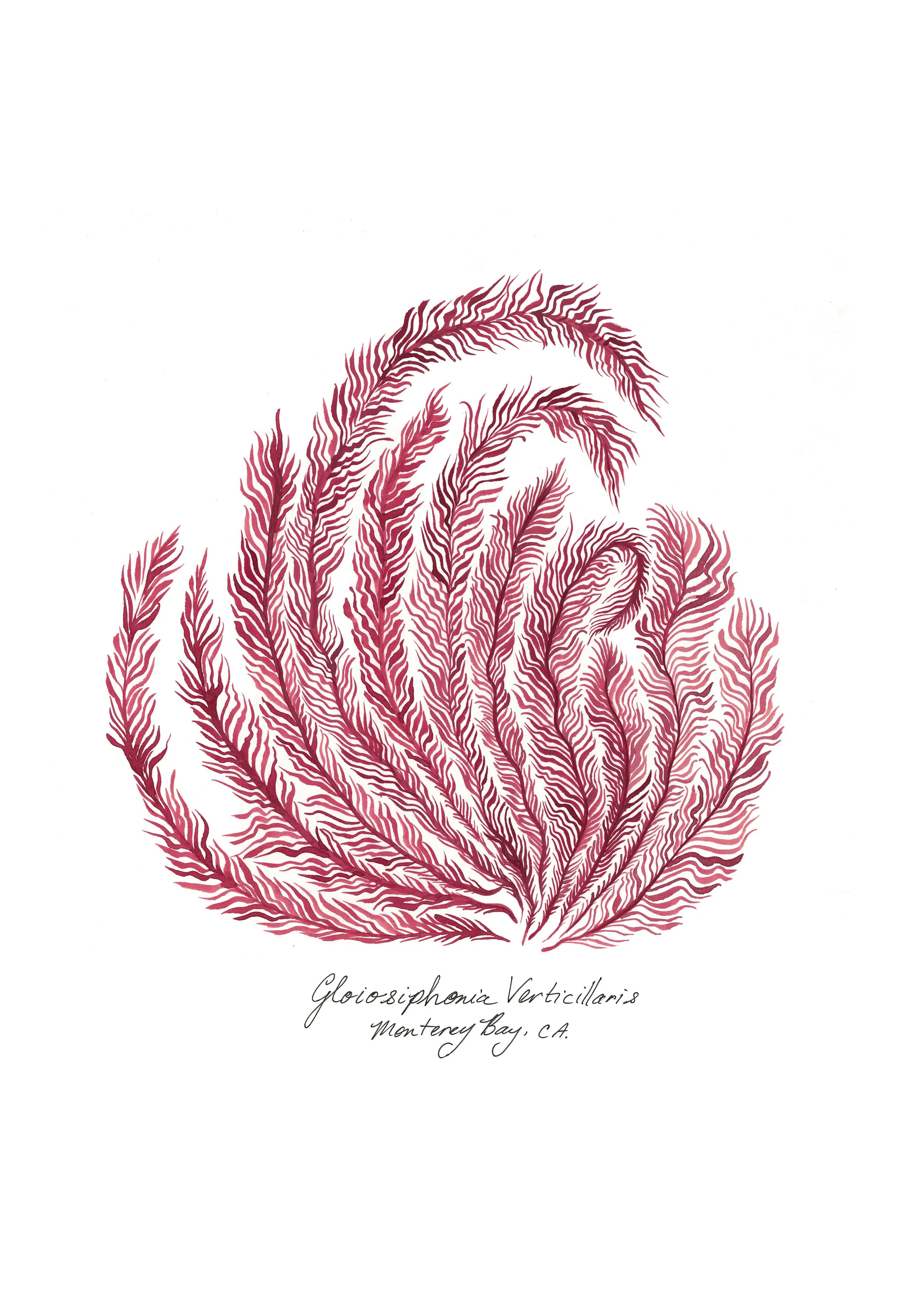 seaweed-study-001.jpg