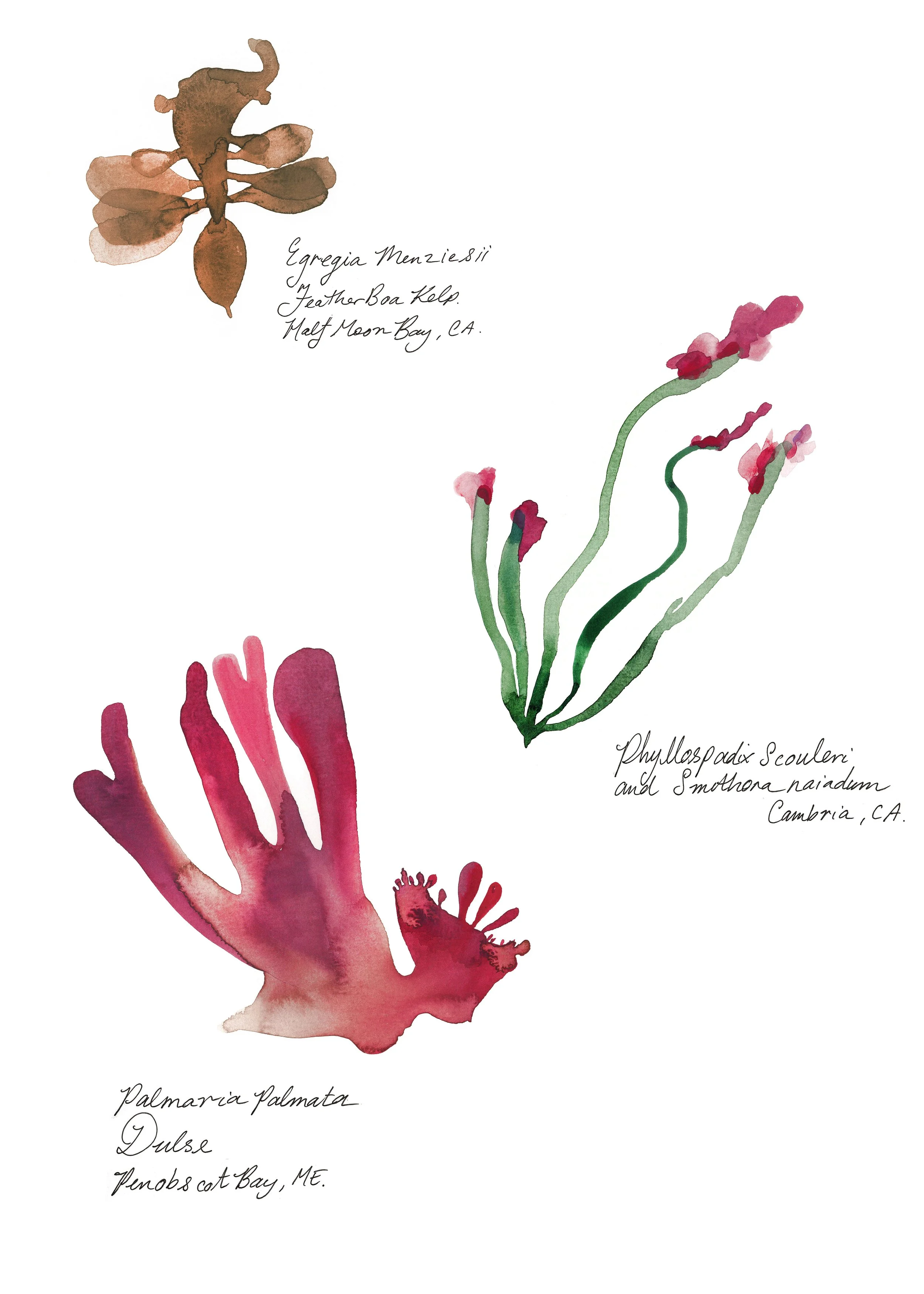 seaweed-study-003.jpg