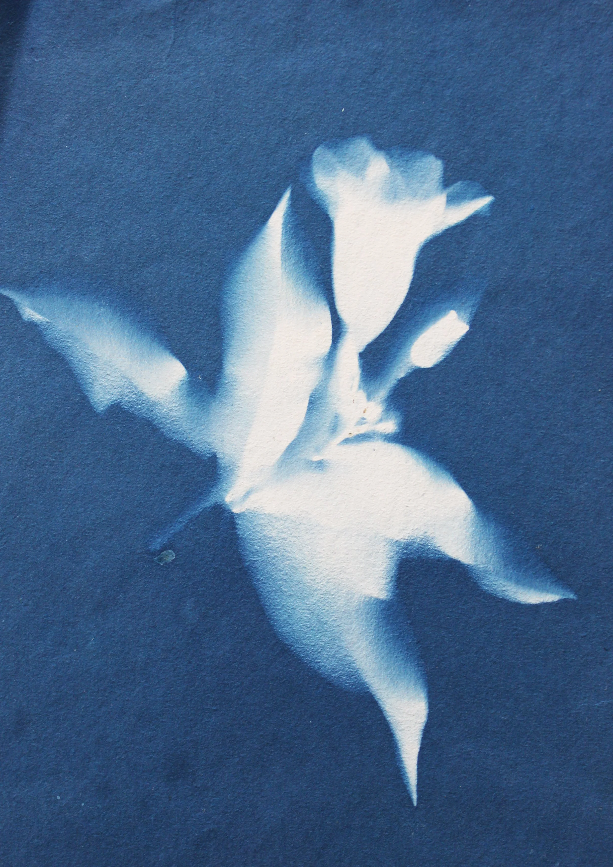 Cyanotype_001f.jpg