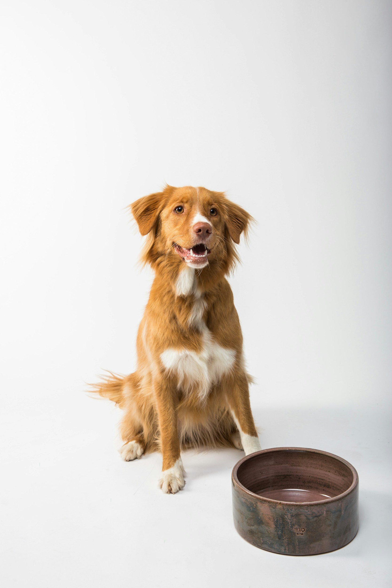 A tan dog with white markings sitting on a white surface with an empty brown ceramic bowl in front of it.