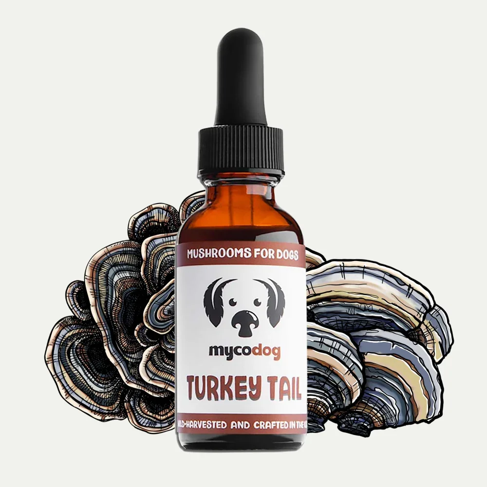 MycoDog-Turkey-Tail-Tincture-Bottle-Front.webp