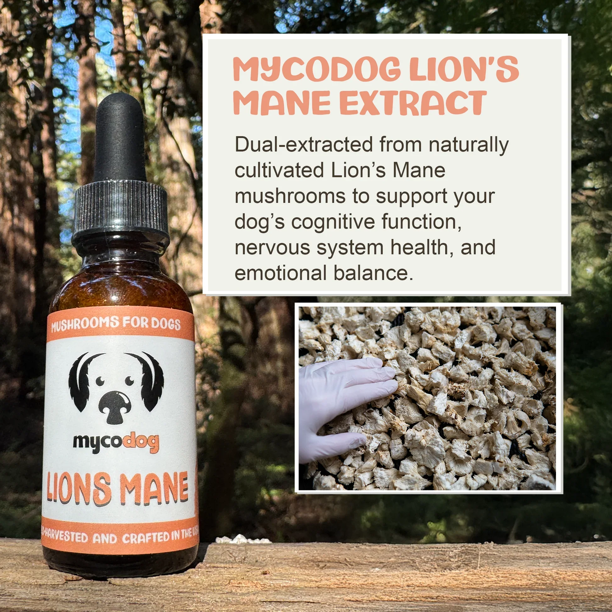 mycodog-lions-mane-mushroom-tincture-bottle-forest.webp