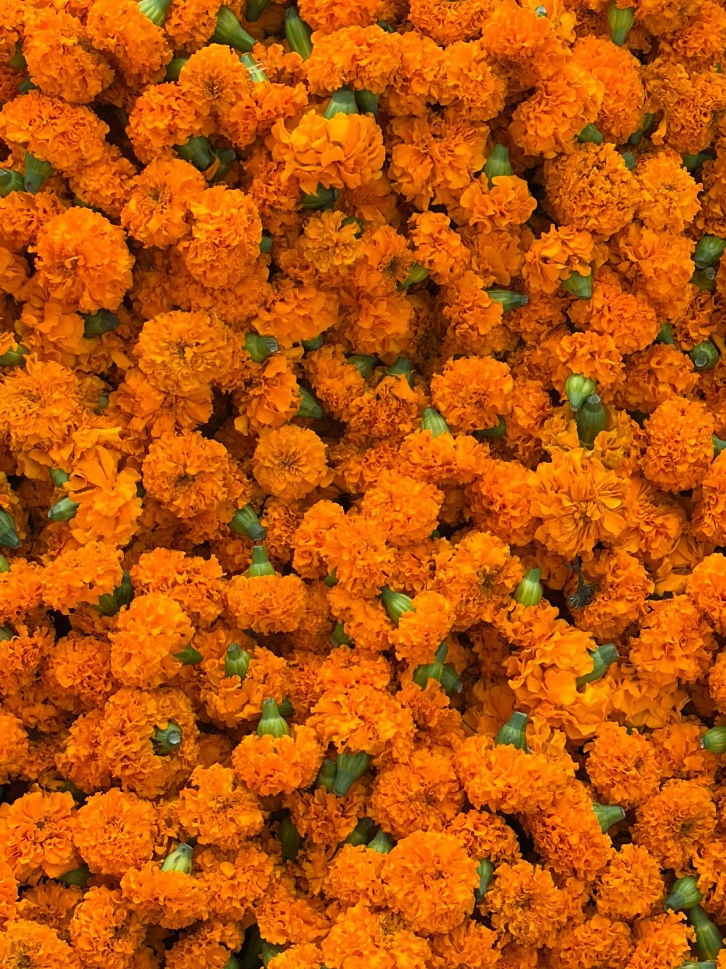 Here we are in Jodhpur for a few nights. Lots of colour which has been wonderful. The noise and driving, forget it. They never seem to get angry. Maybe the Tradies need to come to India for driving lessons! Lovely hotels mostly Haveli&rsquo;s which w