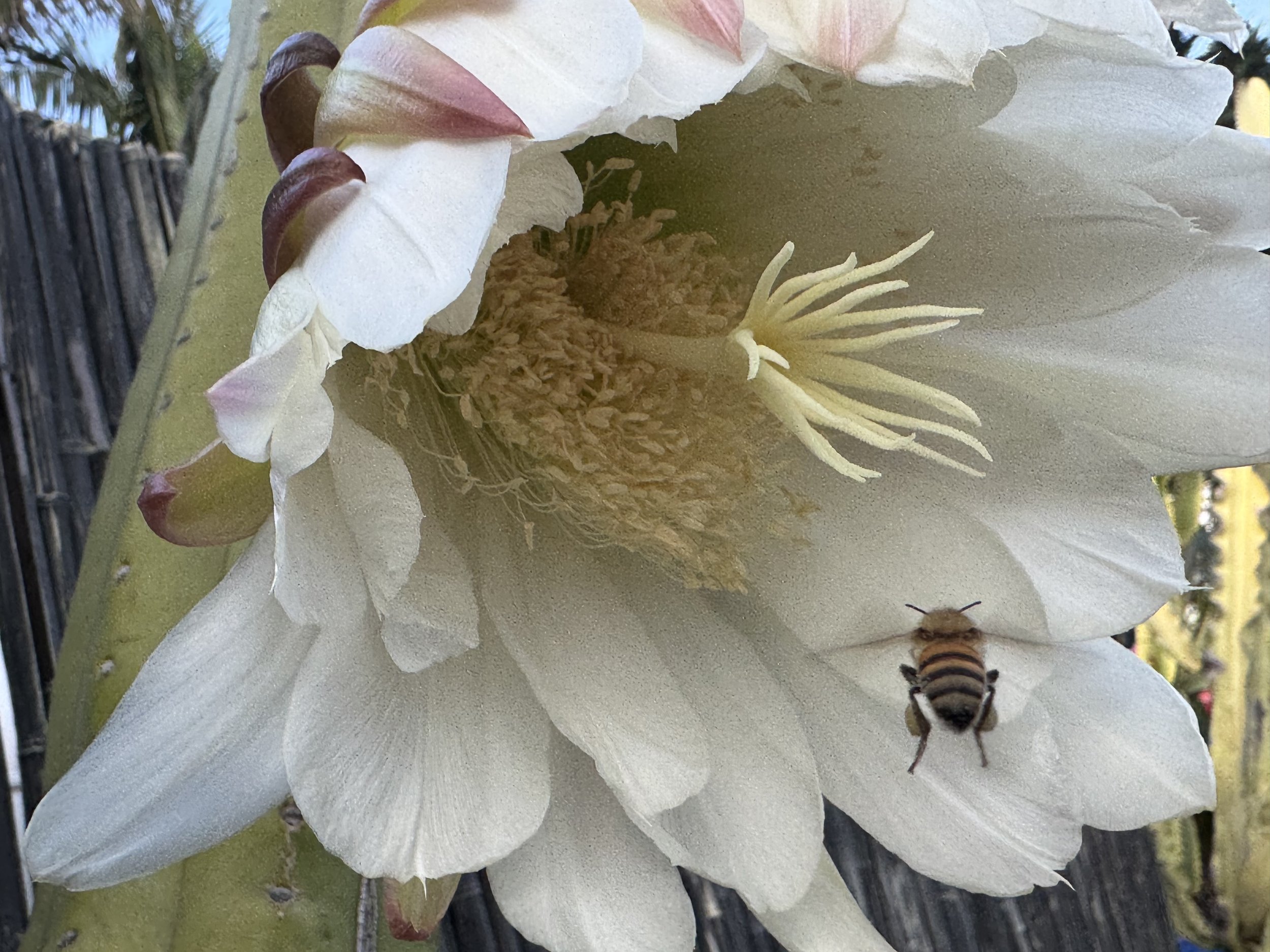 IMG_3373.jpeg