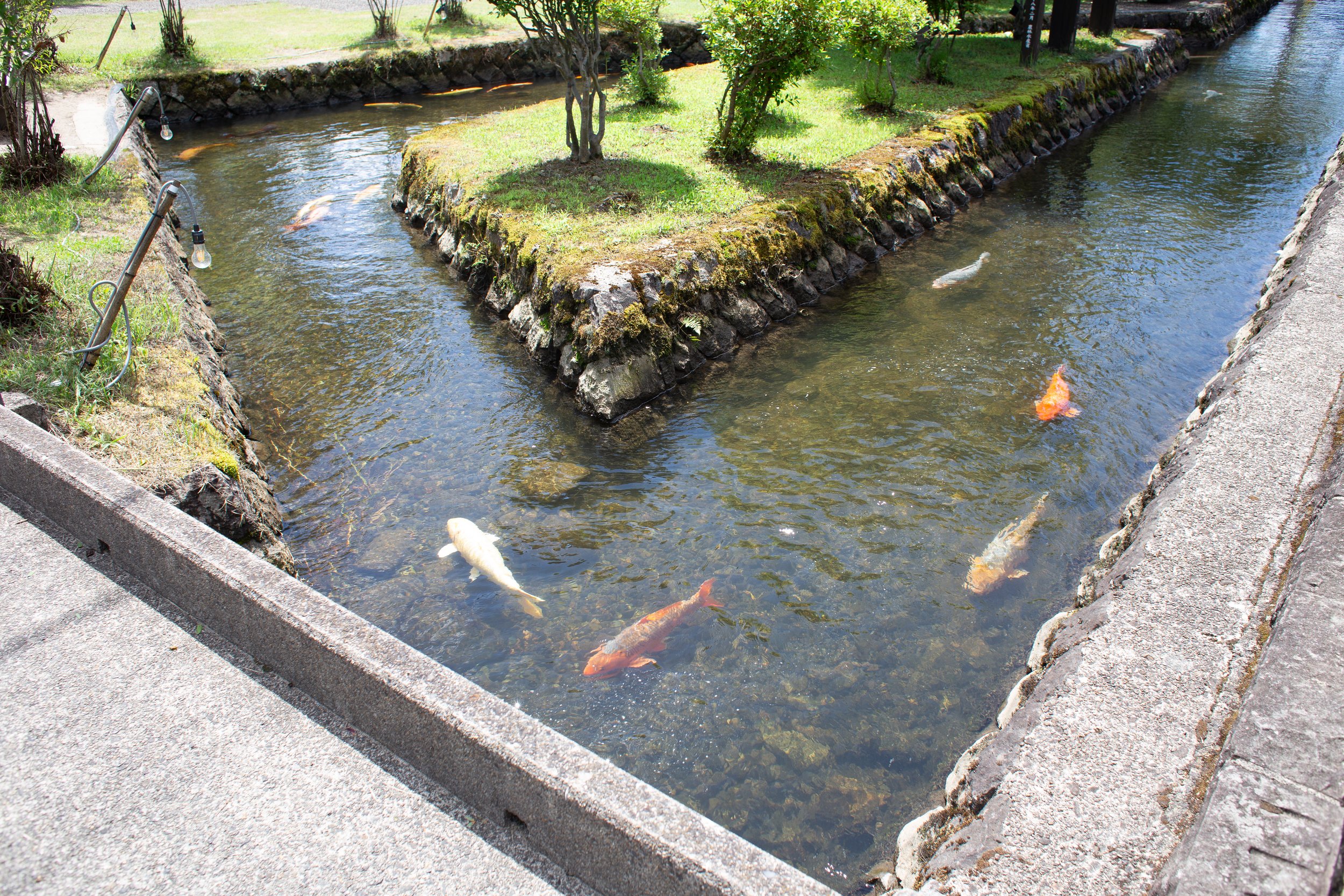 Koi fish swimming in a small, landscaped pond with grassy islands and rocks, surrounded by stone and concrete walkways, in a garden setting.